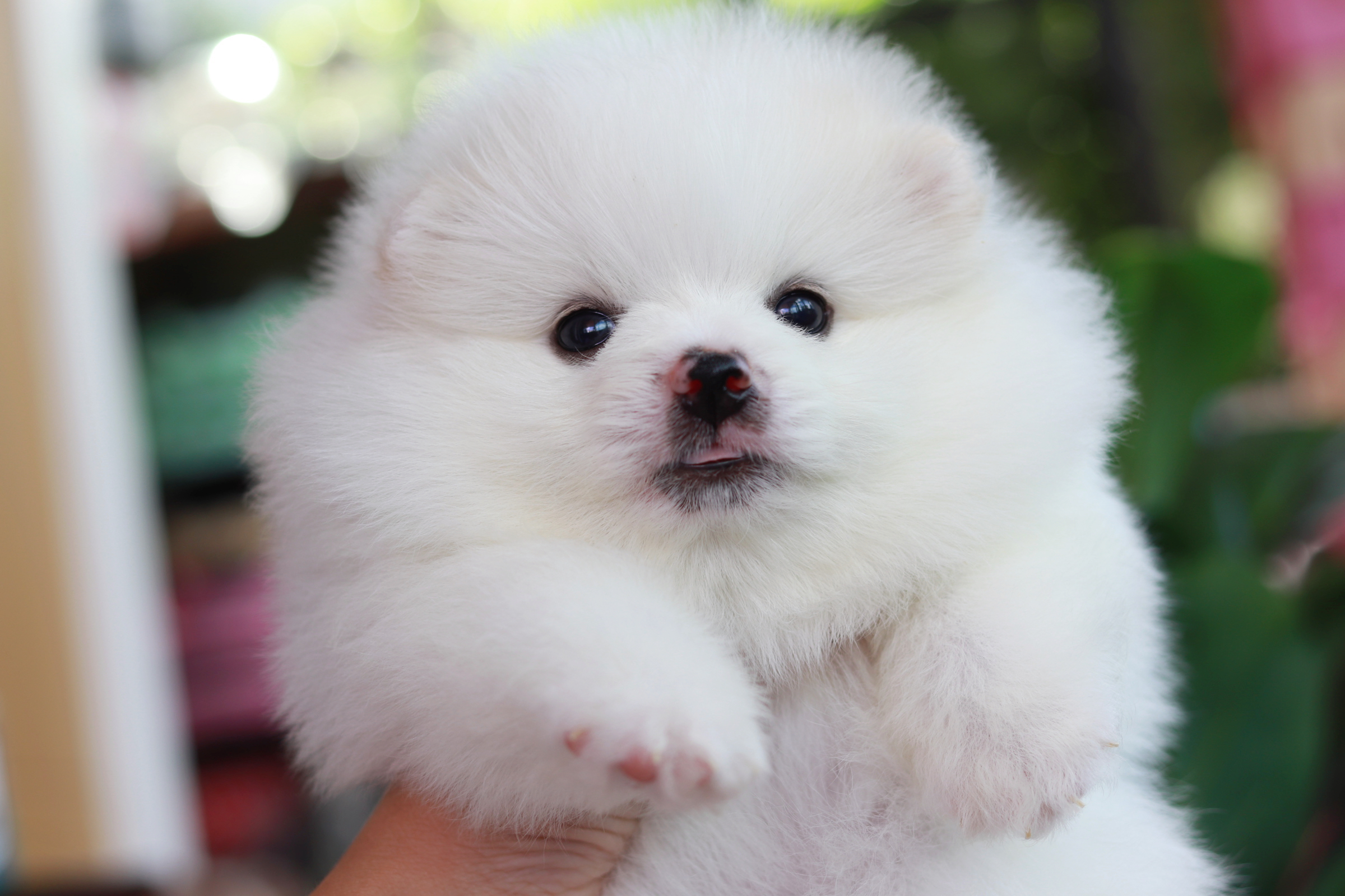 ปอมเมอเรเนียน เพศเมีย ไซส์ปกติ