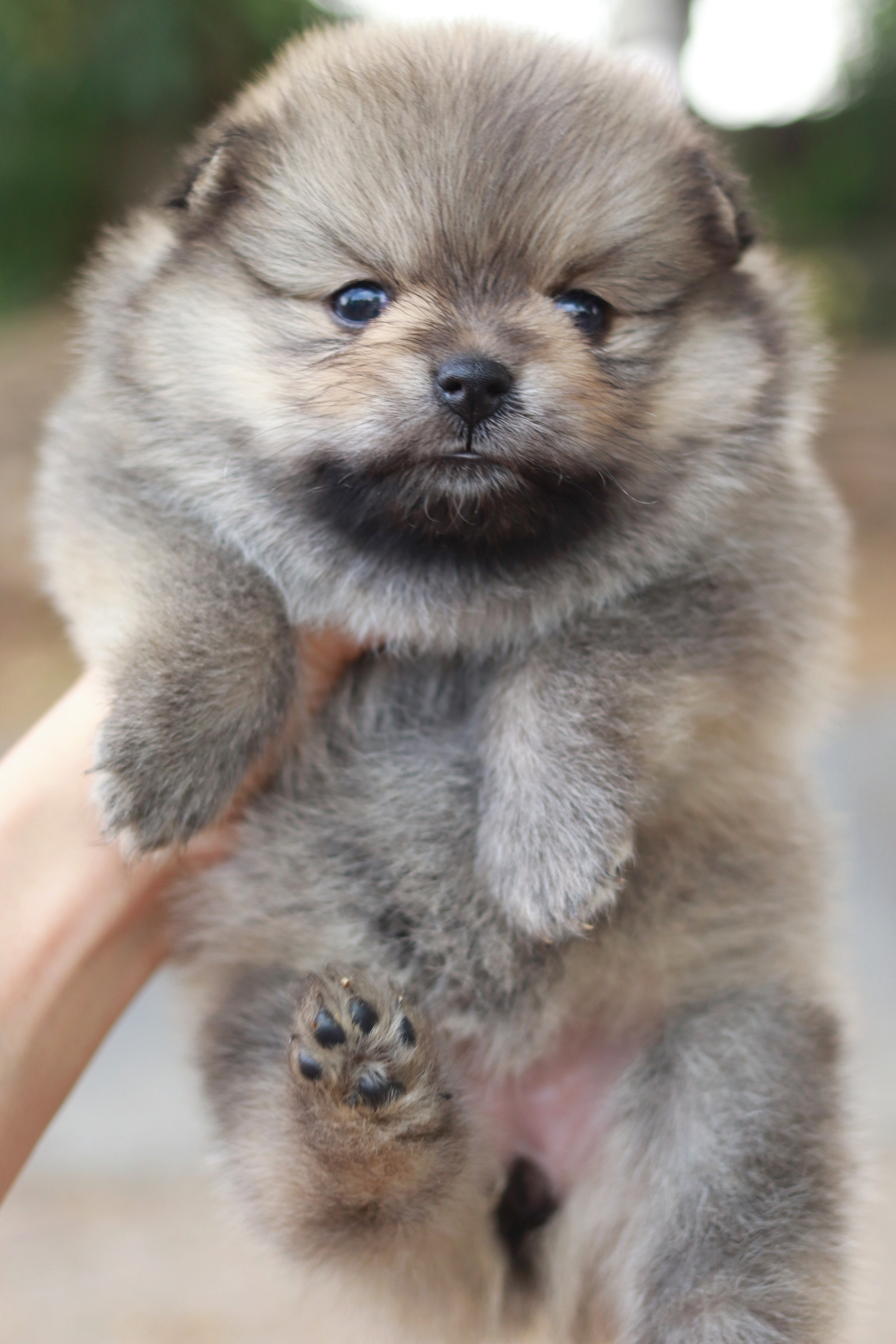 ปอมเมอเรเนียน เพศเมีย