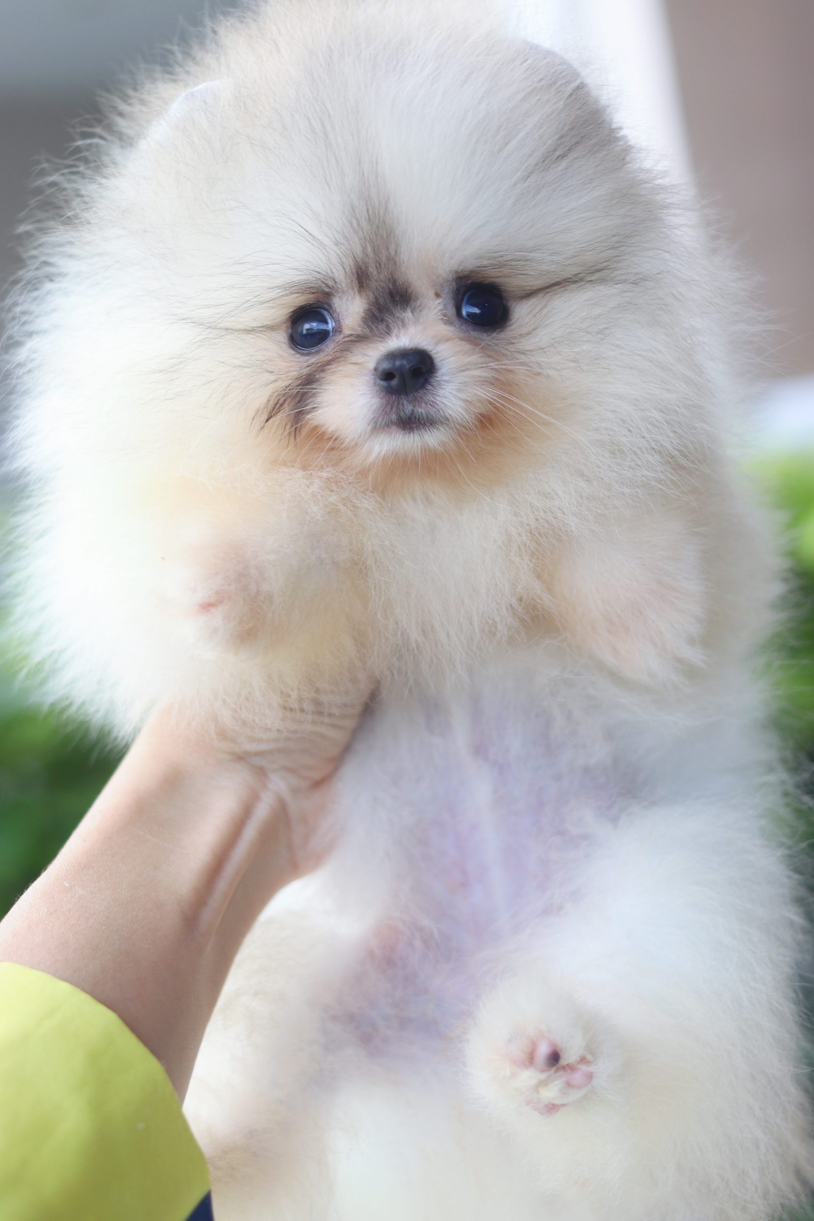 ปอมเมอเรเนียน เพศเมีย สีแฟนซี ไซส์เล็ก เกรดโชว์