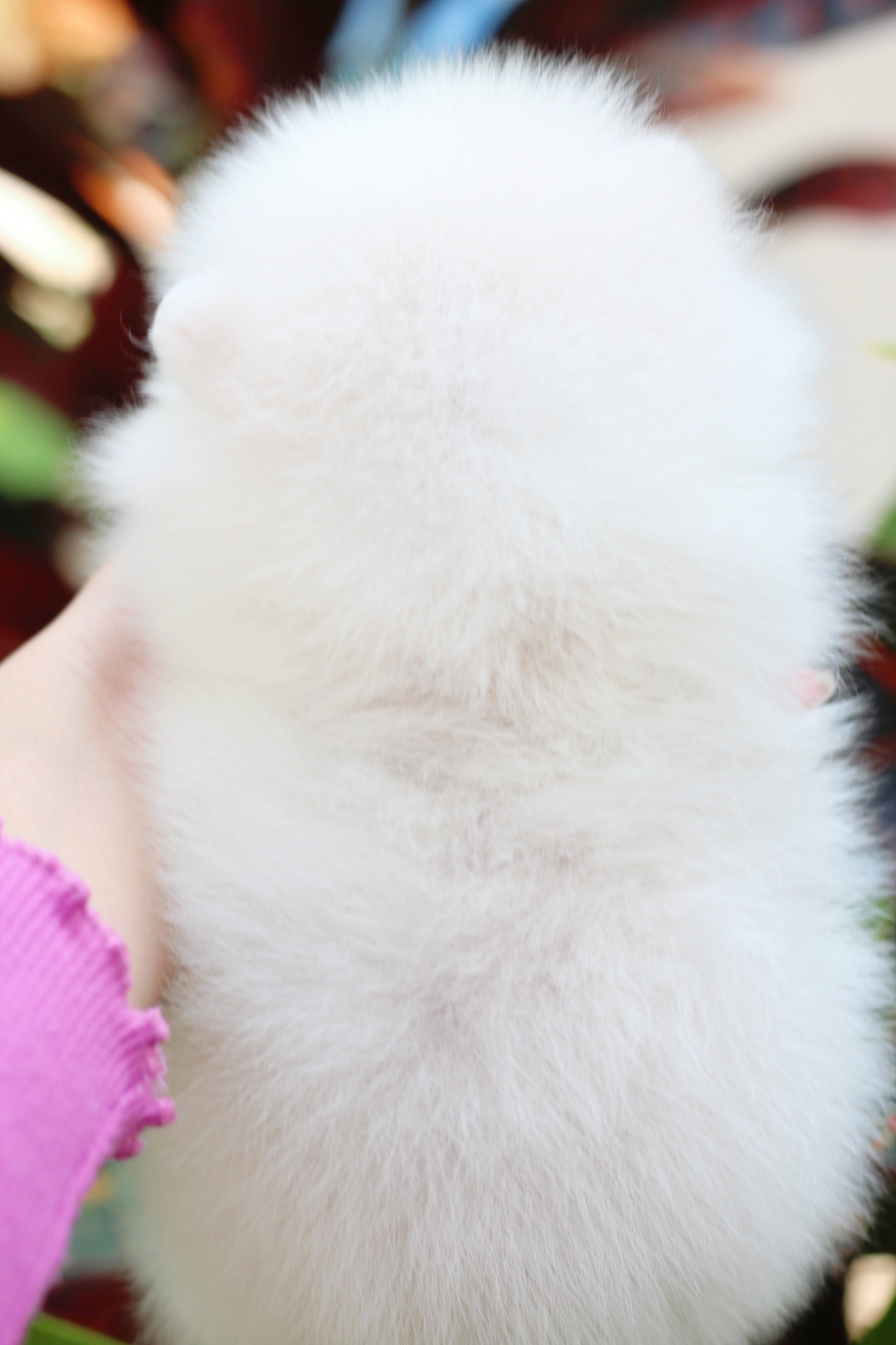 ปอมเมอเรเนียน เพศผู้สีขาวครีม