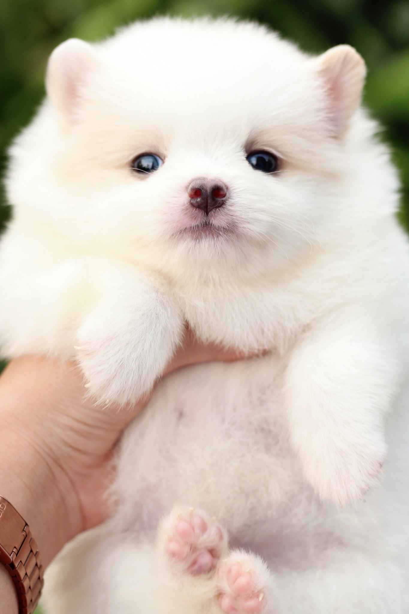 ปอมเมอเรเนียน เพศผู้ สีขาวครีม หน้าฟ็อก