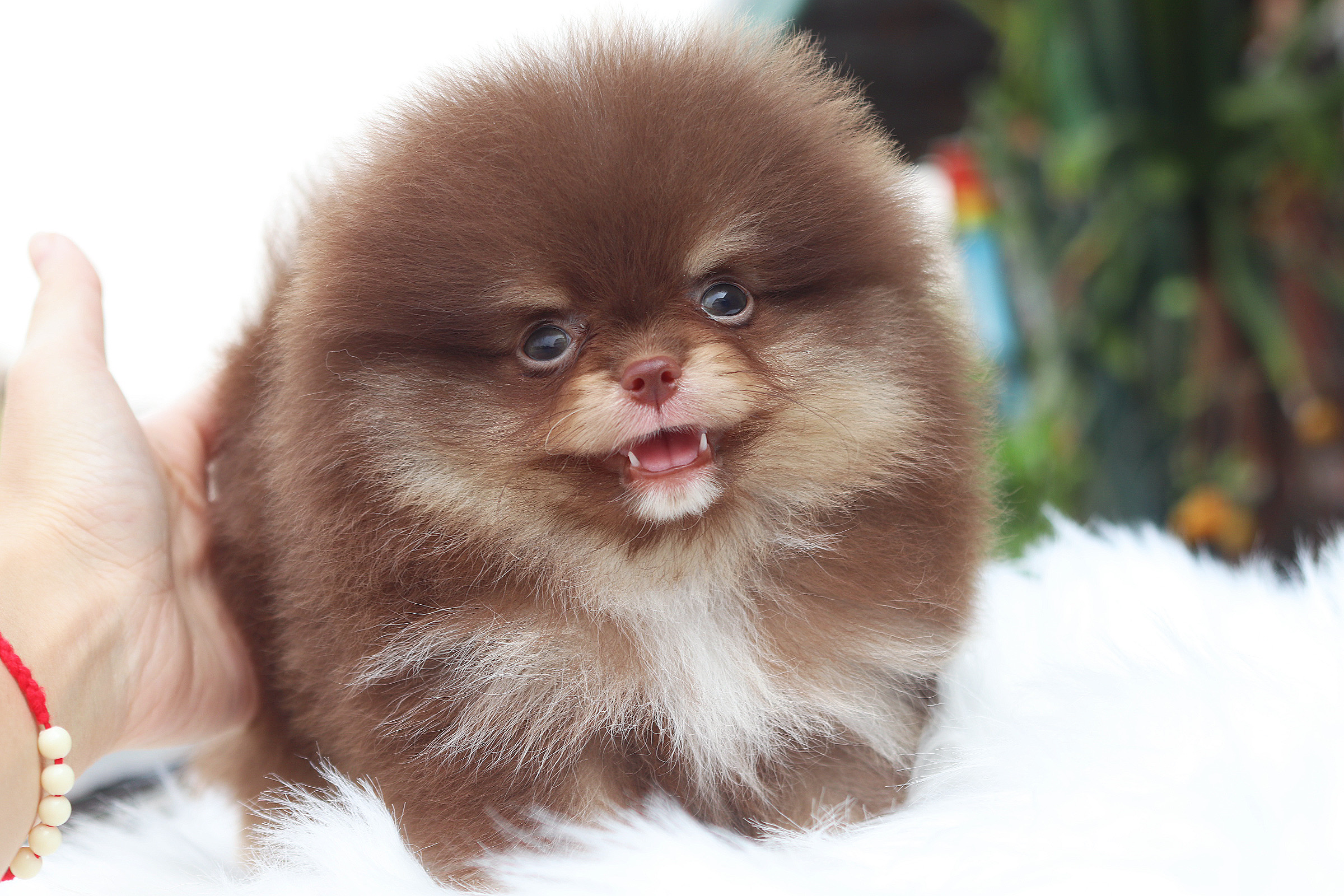 ปอมเมอเรเนียน เพศผู้ สีช็อคโกแลต&แทน เกรดโชว์