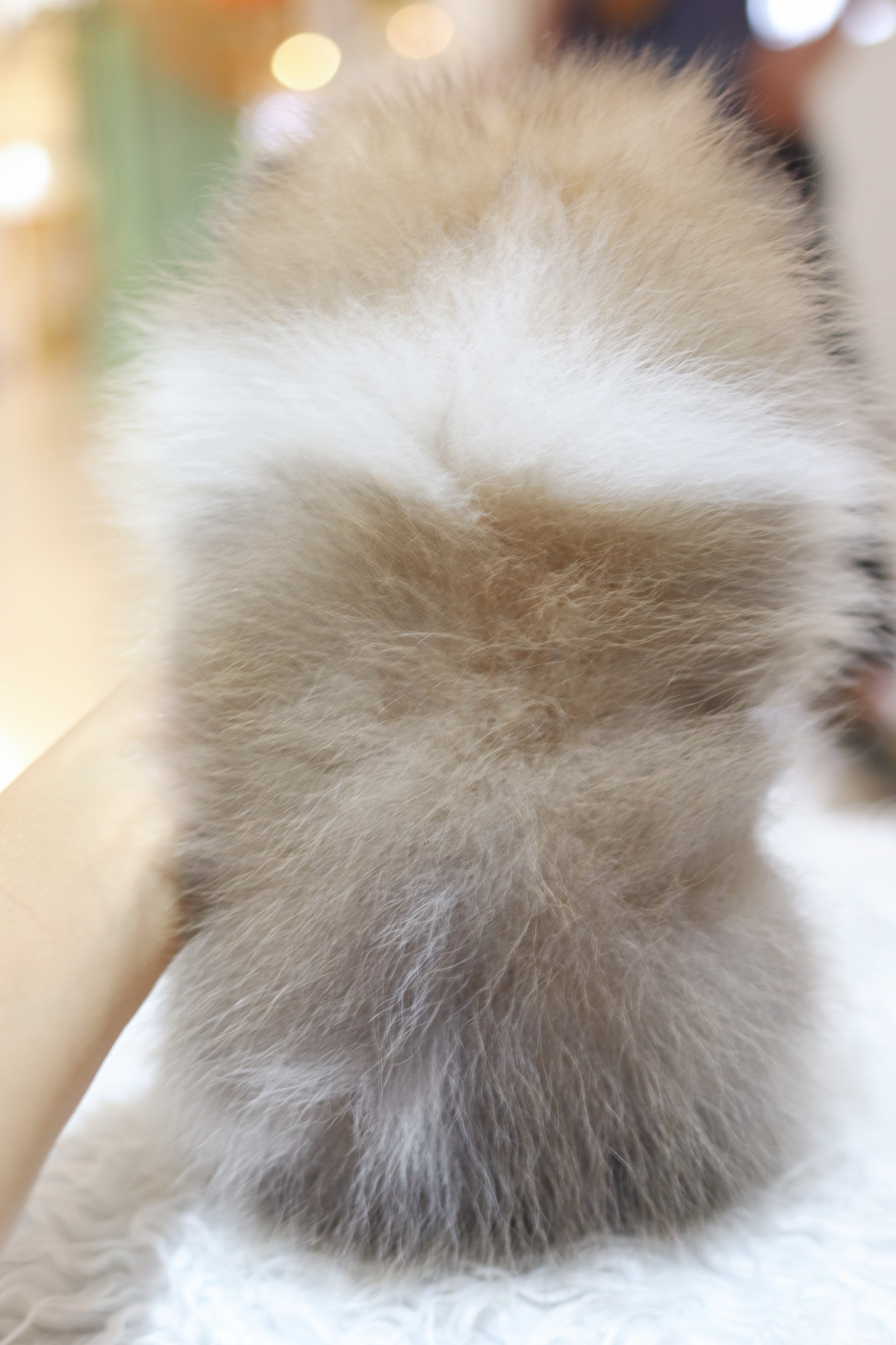 ปอมเมอเรเนียน เพศผู้สีแฟนซี