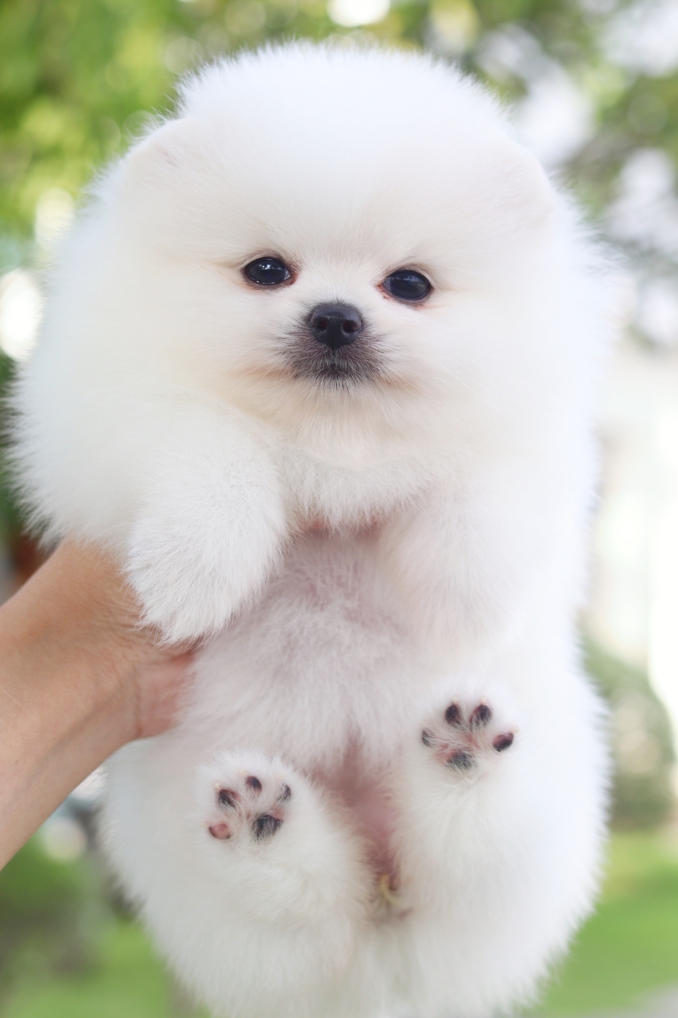 ปอมเมอเรเนียน เพศเมียสีขาวครีมเกรดโชว์