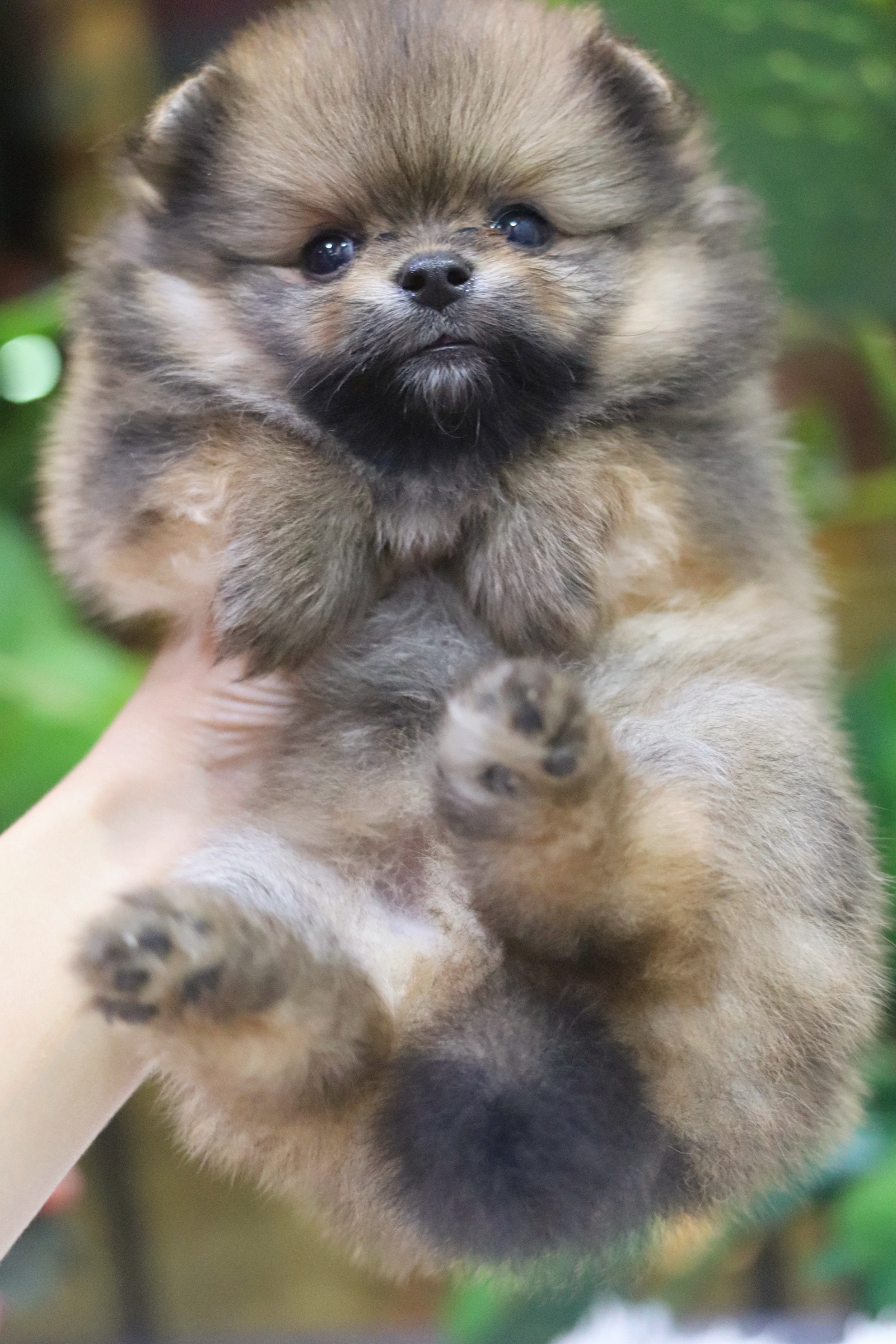 ปอมเมอเรเนียน เพศผู้ สีส้มไซส์เล็ก