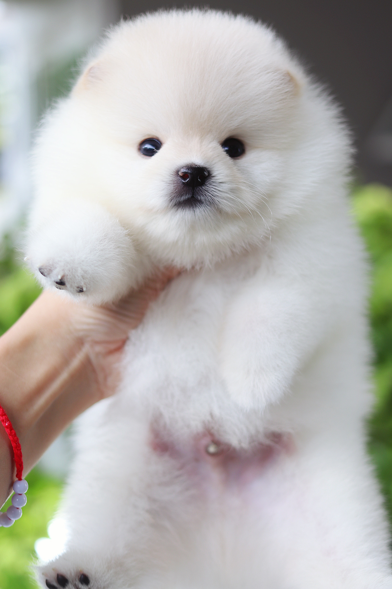 ปอมเมอเรเนียน เพศผู้สีขาวครีม