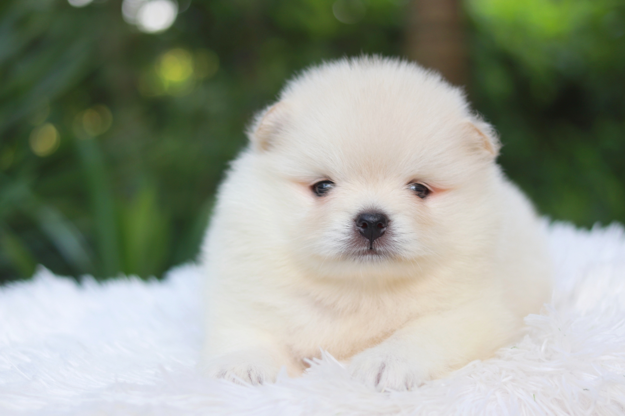 ปอมเมอเรเนียน เพศผู้ สีขาวครีม