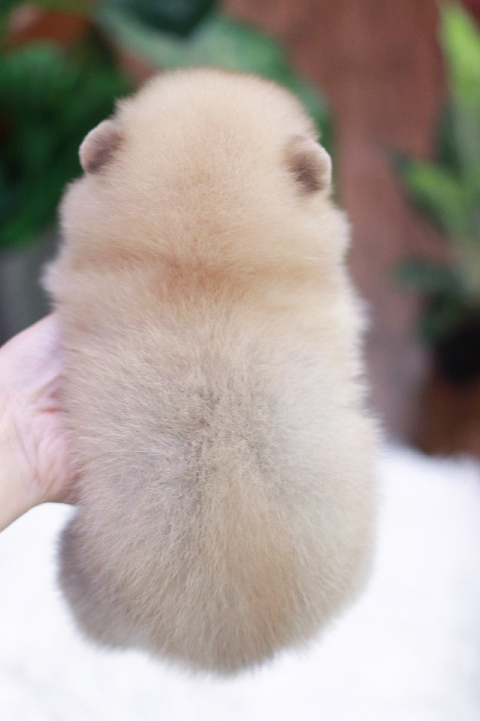 ปอมเมอเรเนียน เพศผู้ สีส้ม