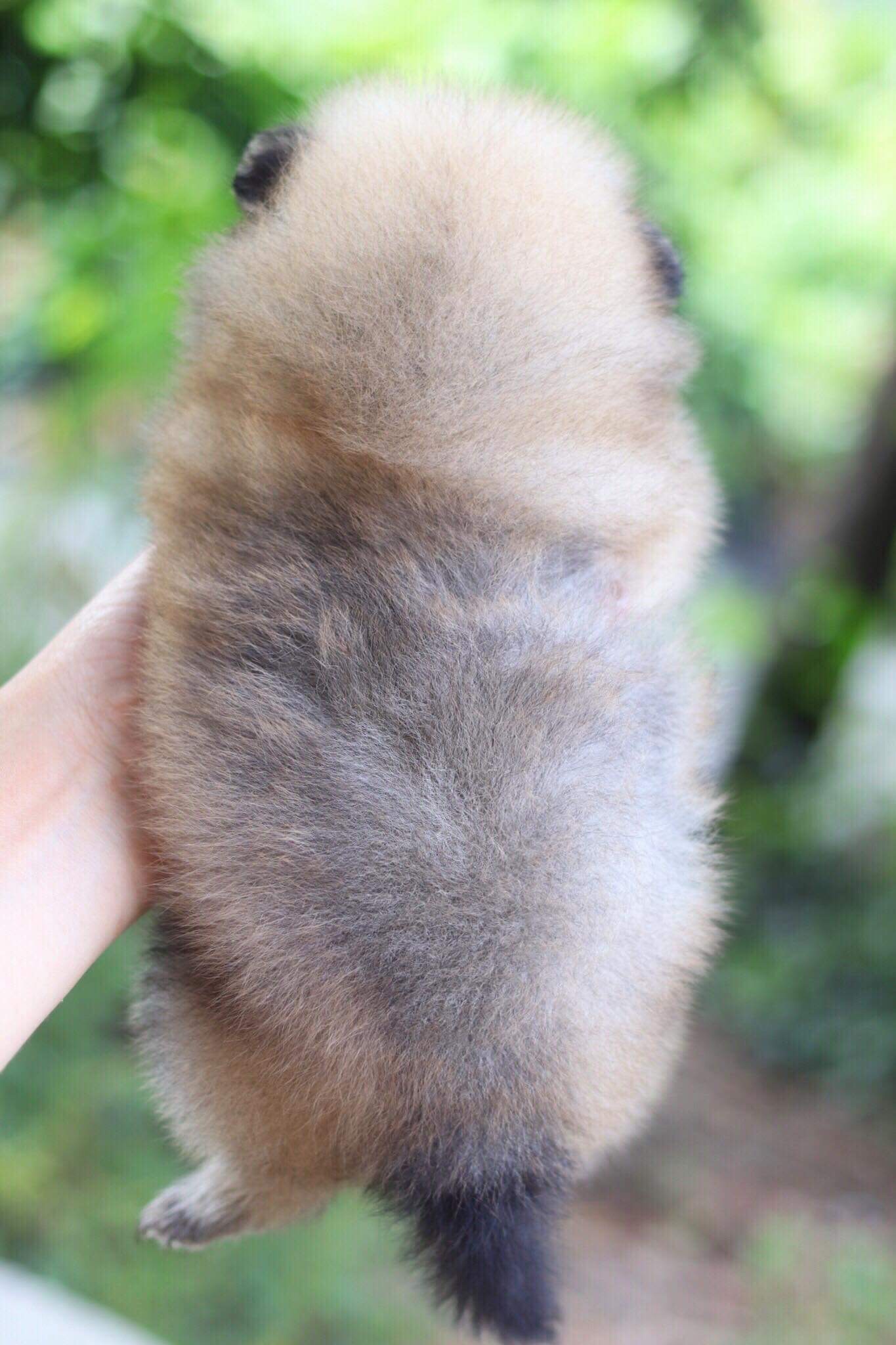 ปอมเมอเรเนียน เพศเมีย