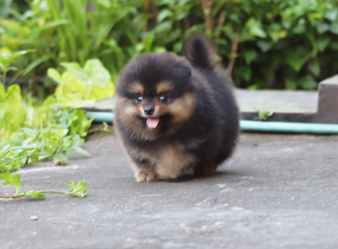 ปอมเมอเรเนียน เพศผู้ แบล็คแทน หน้าฟ็อก