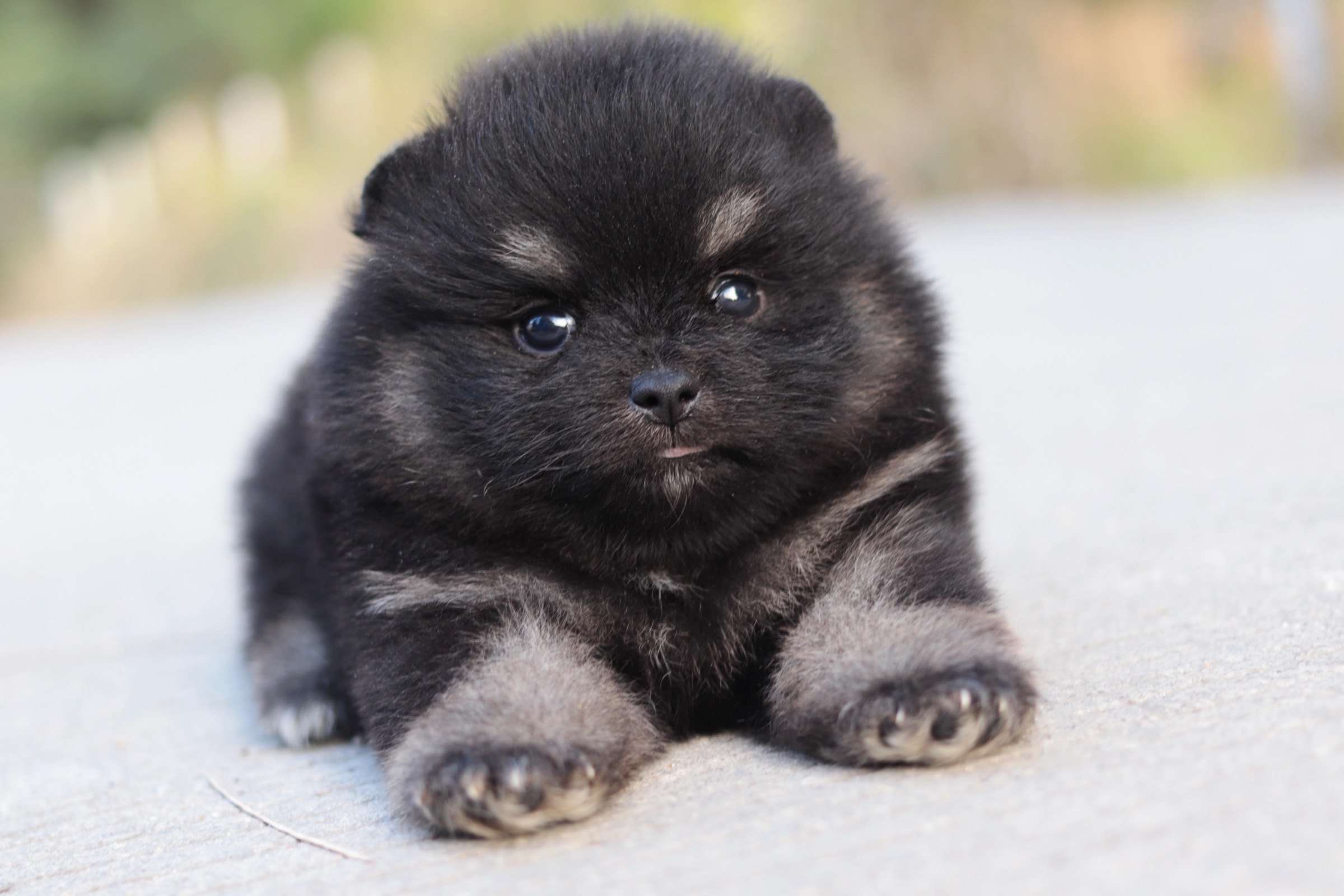 ปอมเมอเรเนียน เพศผู้ แบล็คแทน