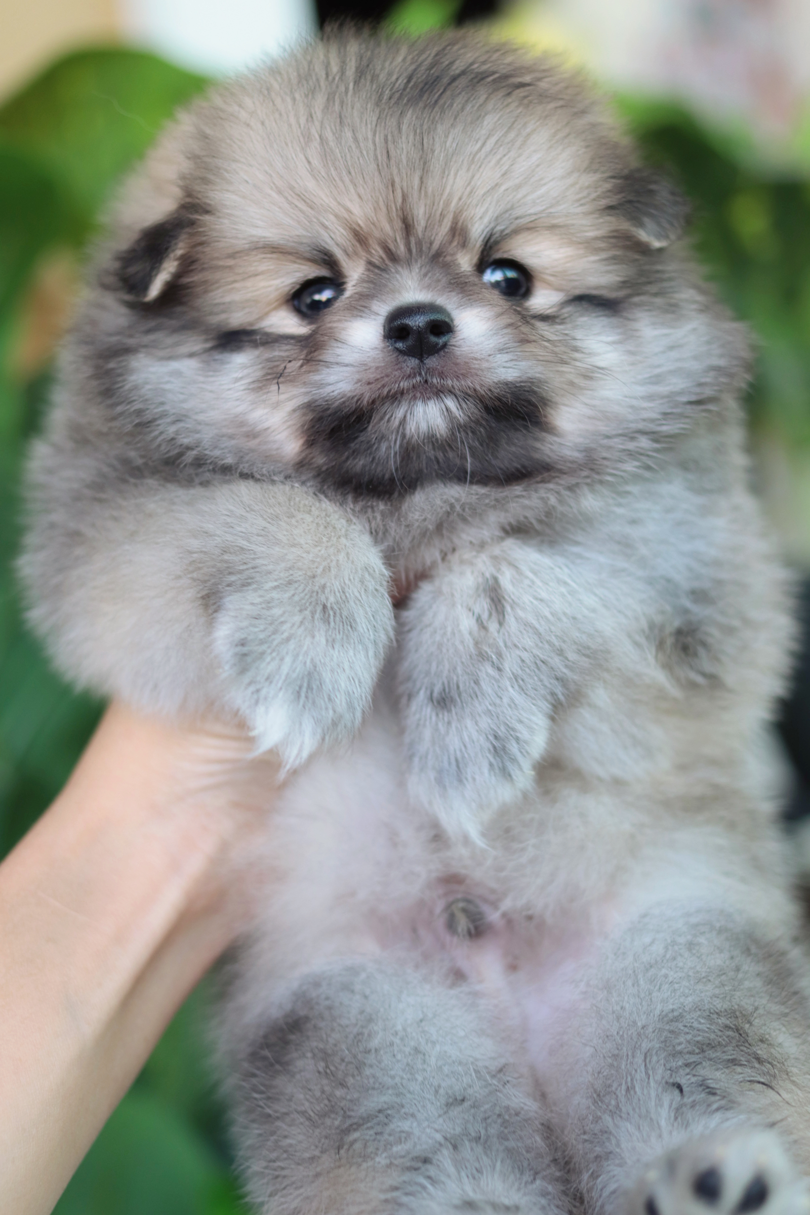 ปอมเมอเรเนียน เพศผู้ สีส้ม