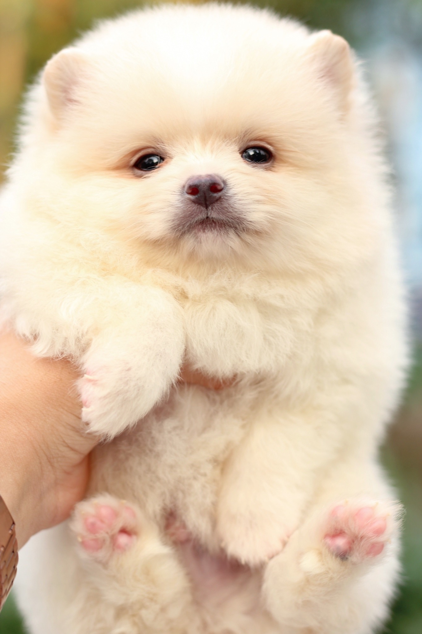 ปอมเมอเรเนียน เพศผู้ สีขาวครีม หน้าฟ็อก