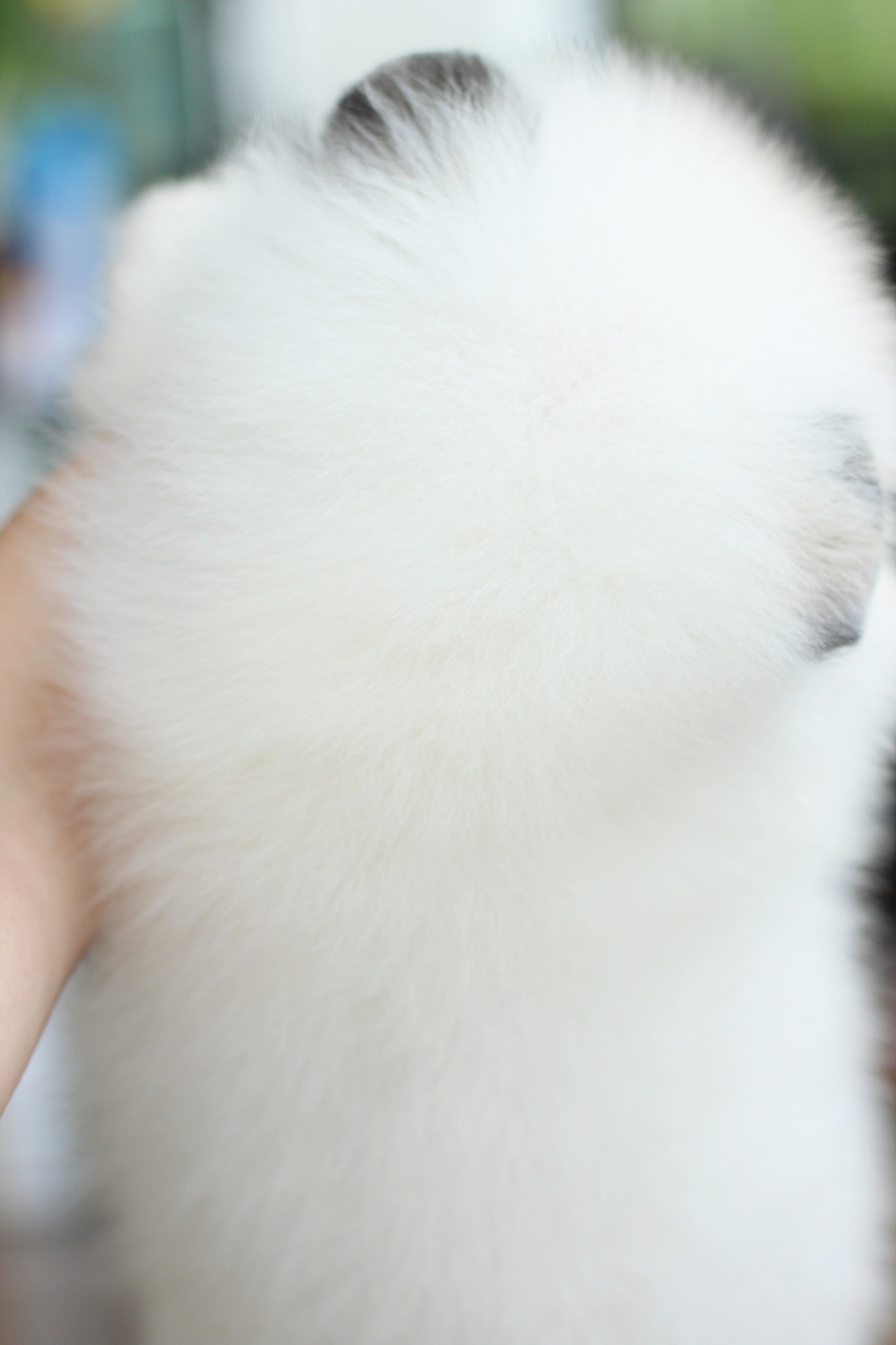 ปอมเมอเรเนียน เพศผู้ สีแฟนซี