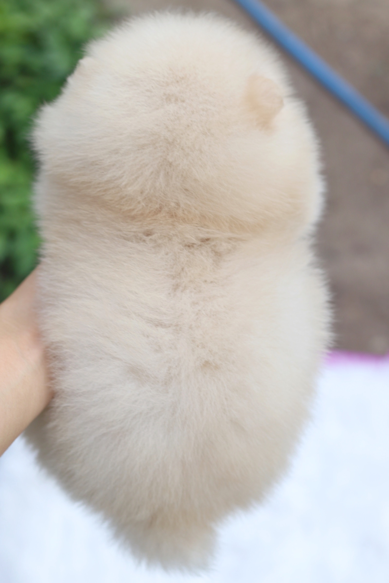 ปอมเมอเรเนียน เพศผู้ สีขาวครีม หน้าตุ๊กตา