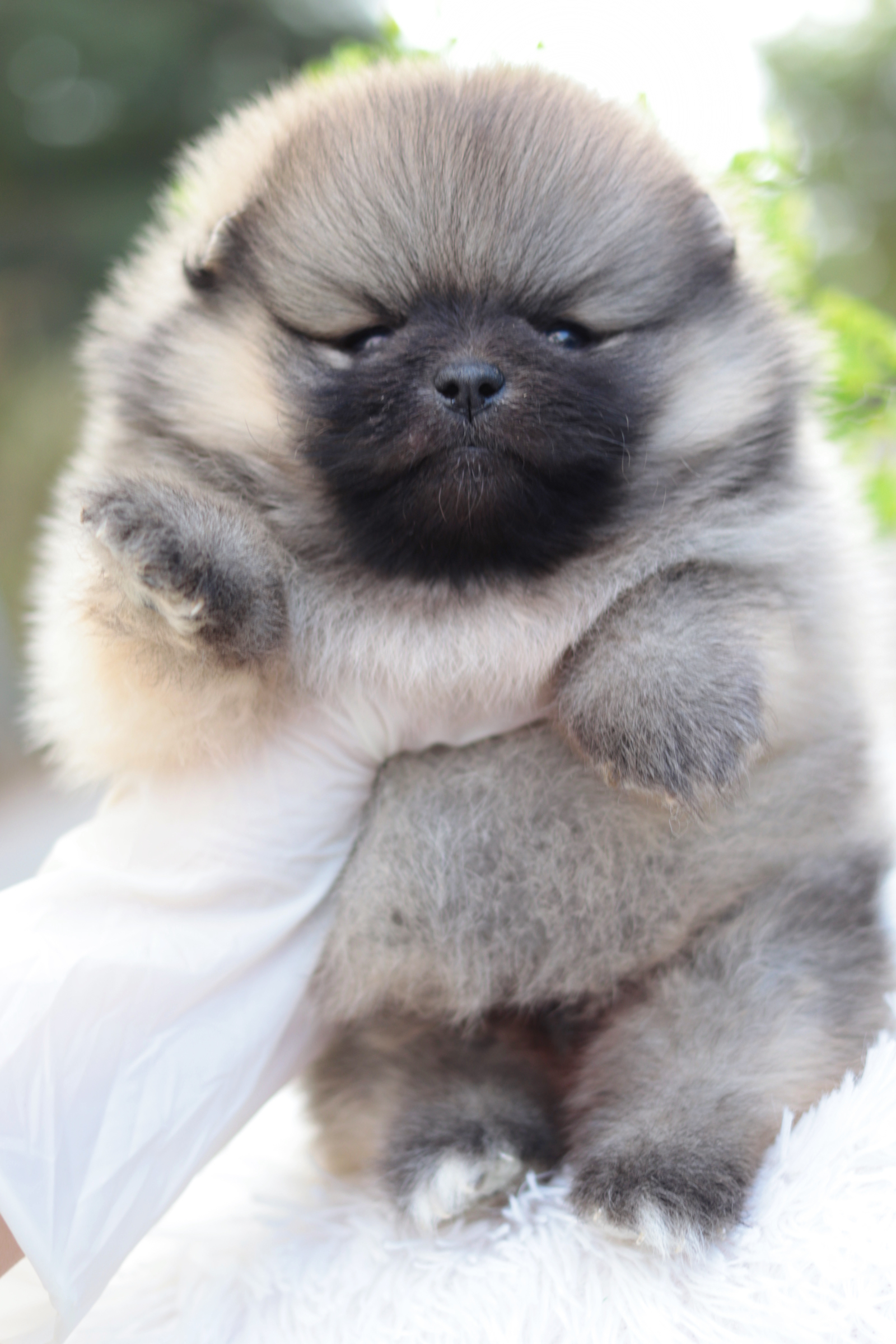 ปอมเมอเรเนียน เพศผู้ สีส้มขนแน่นๆ