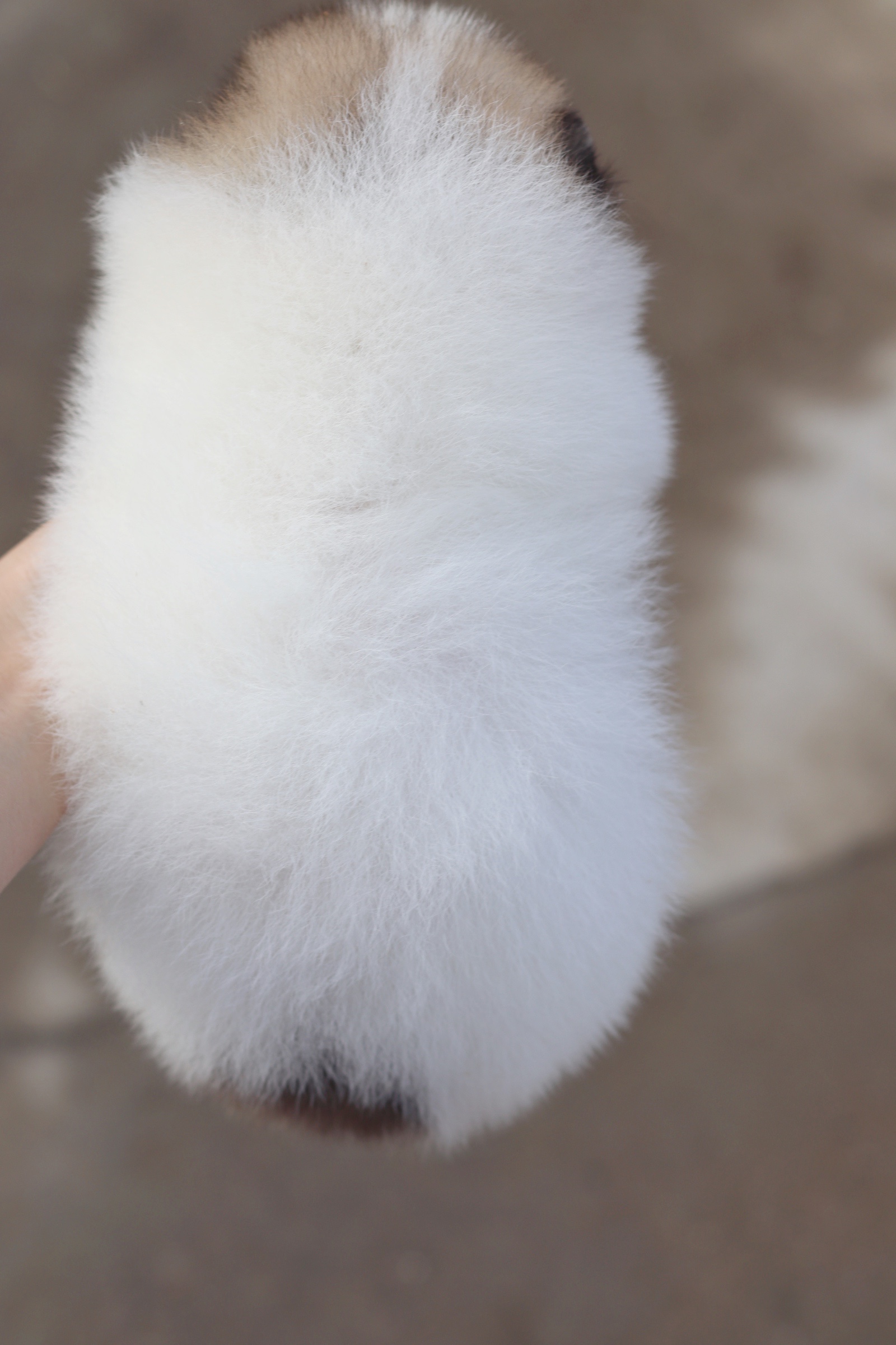 ปอมเมอเรเนียน เพศเมียแฟนซี