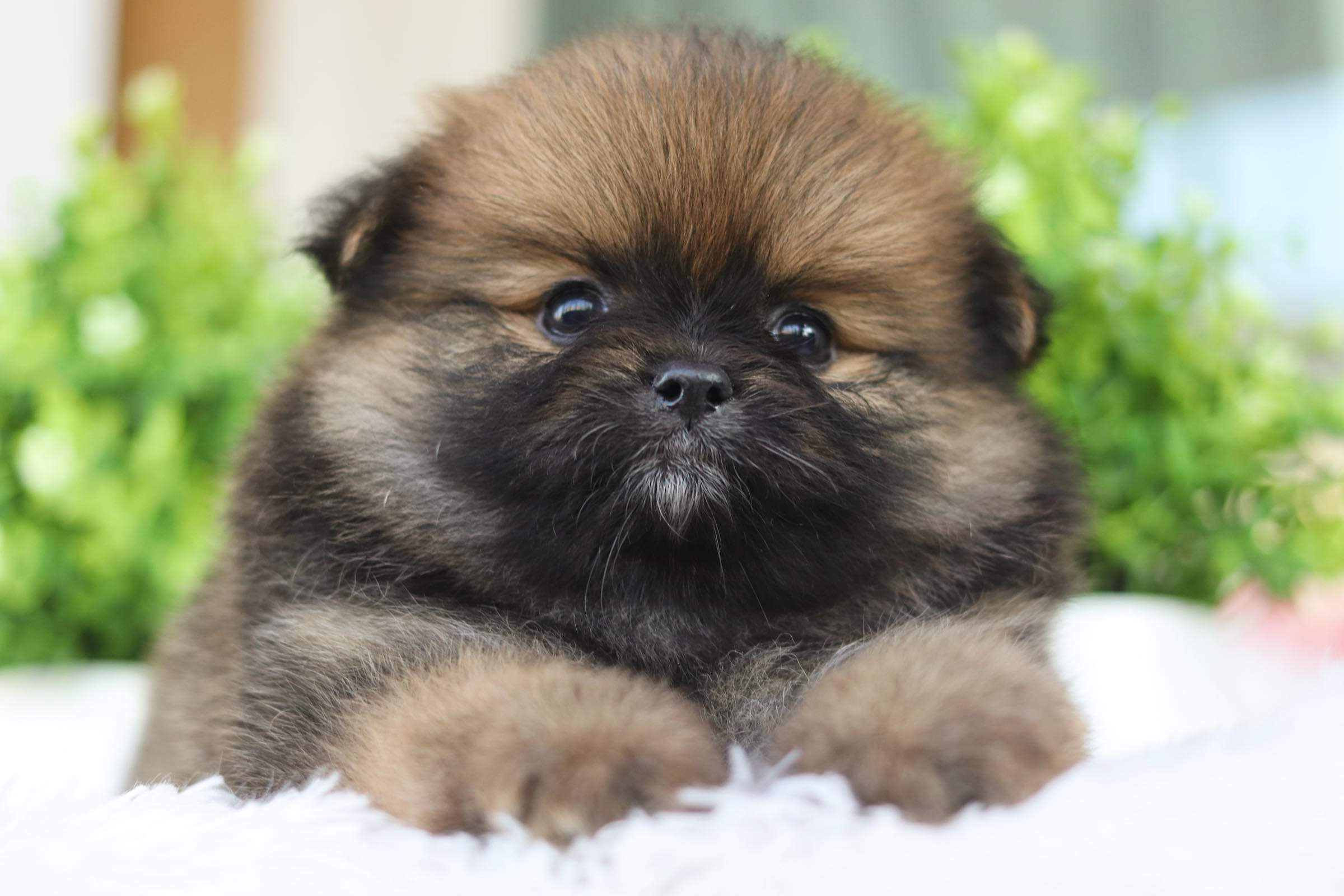 ปอมเมอเรเนียน เพศเมีย