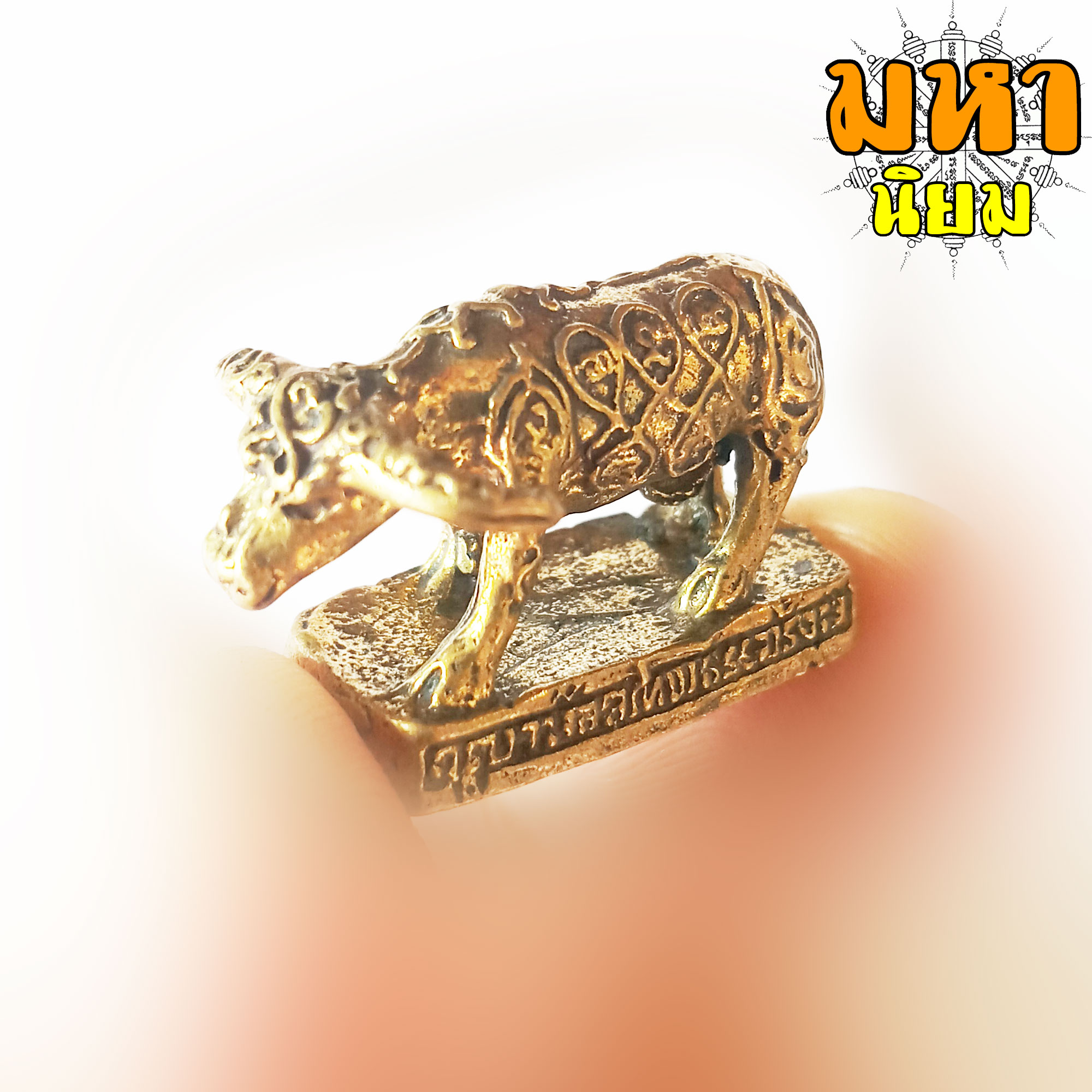 ควายธนู ครูบาน้อย เทพธรรมรังษี วัดถ้ำมังกรทอง จ.นครราชสีมา