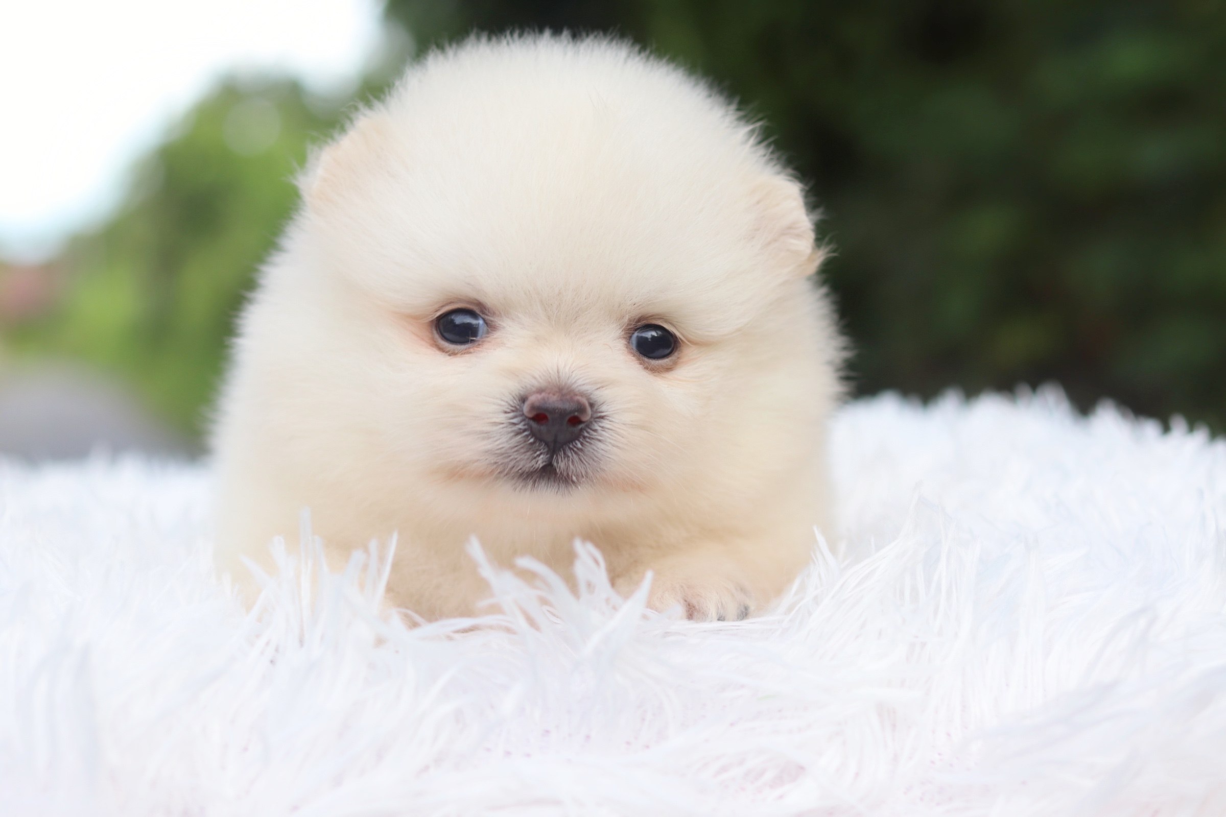 ปอมเมอเรเนียน เพศผู้ ขาวครีม