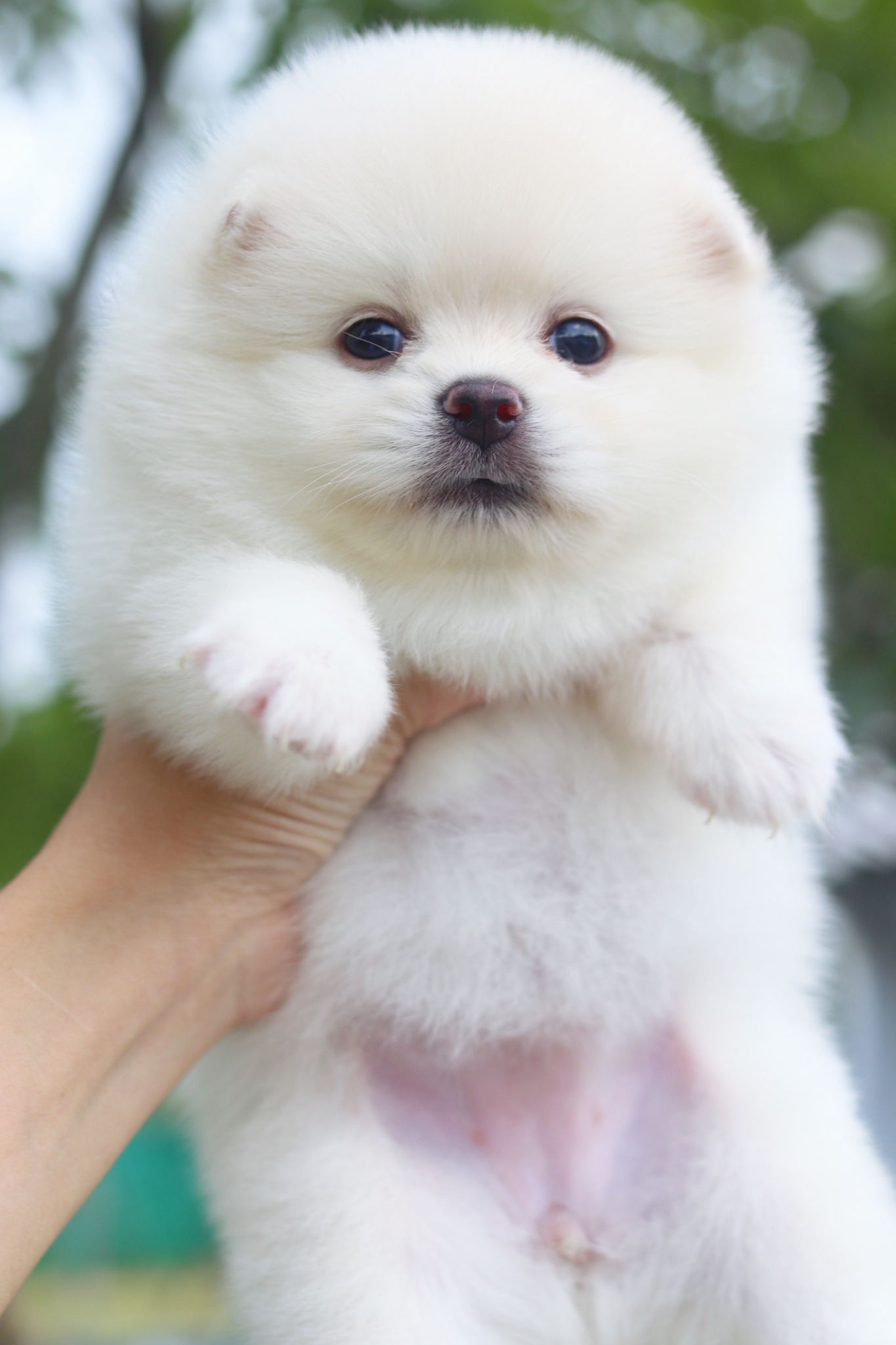 ปอมเมอเรเนียน เพศเมียสีขาวครีม