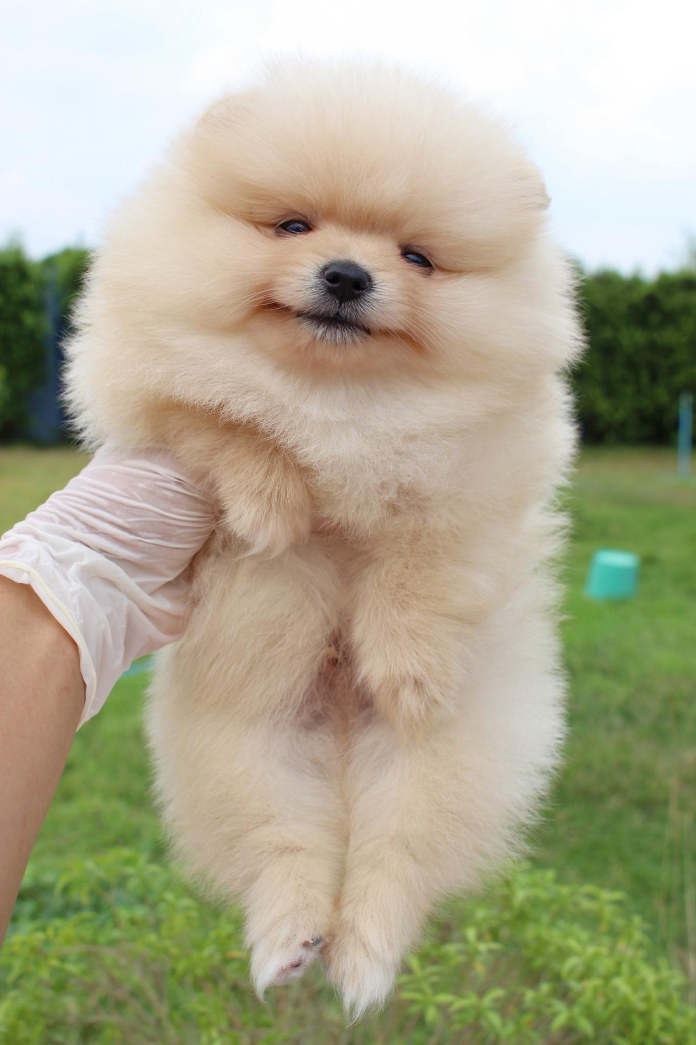 ปอมเมอเรเนียน เพศผู้ ครีม