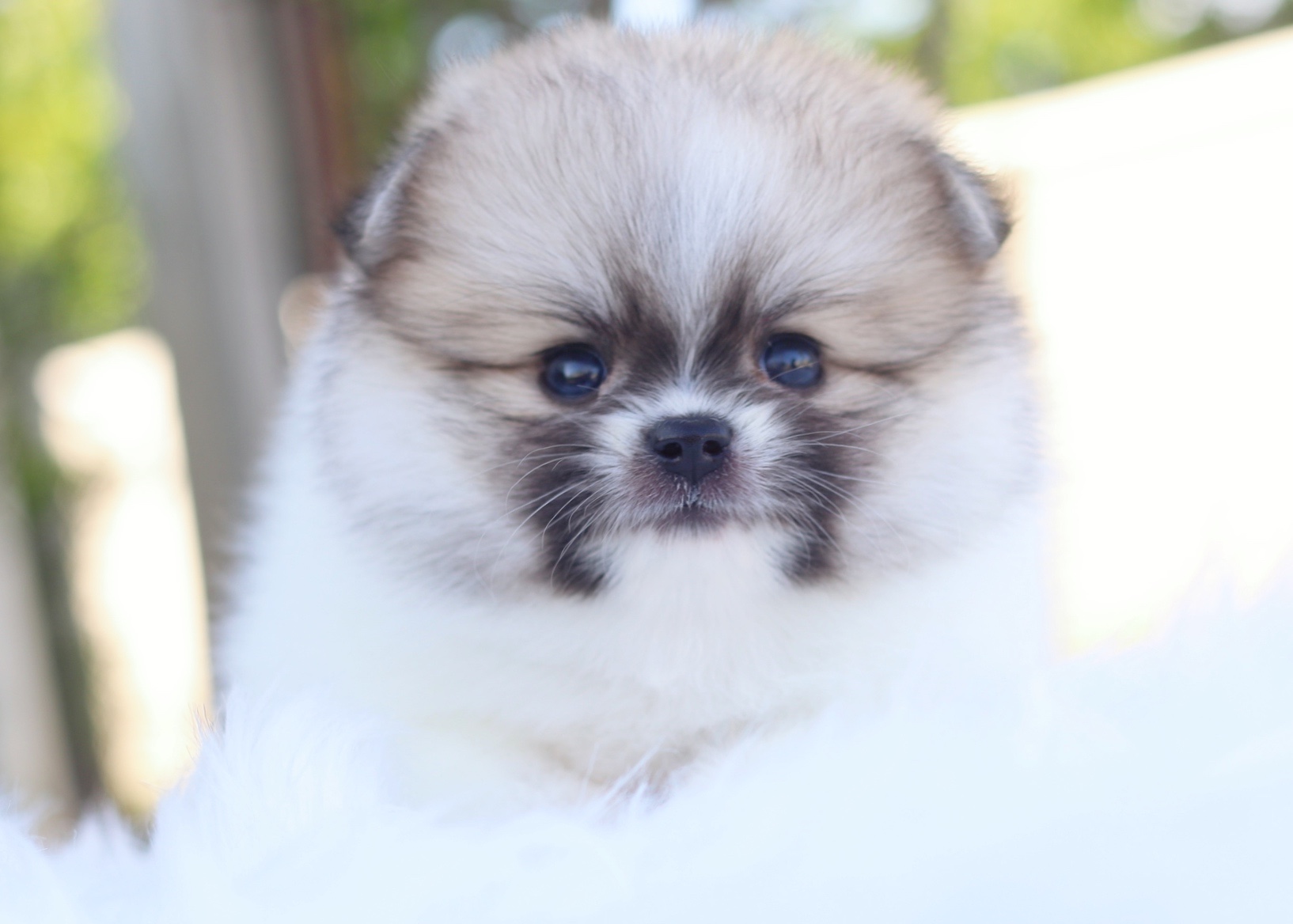 ปอมเมอเรเนียน เพศเมียสีแฟนซี