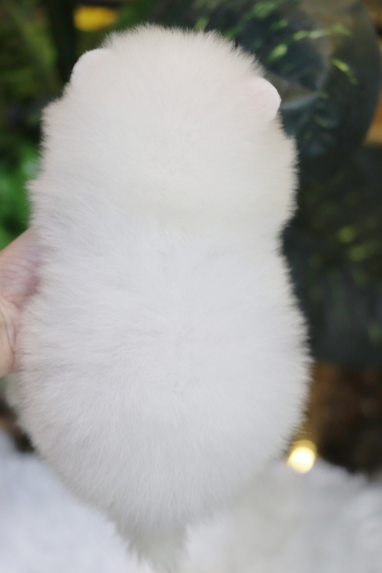 ปอมเมอเรเนียน เพศผู้ สีขาวครีม