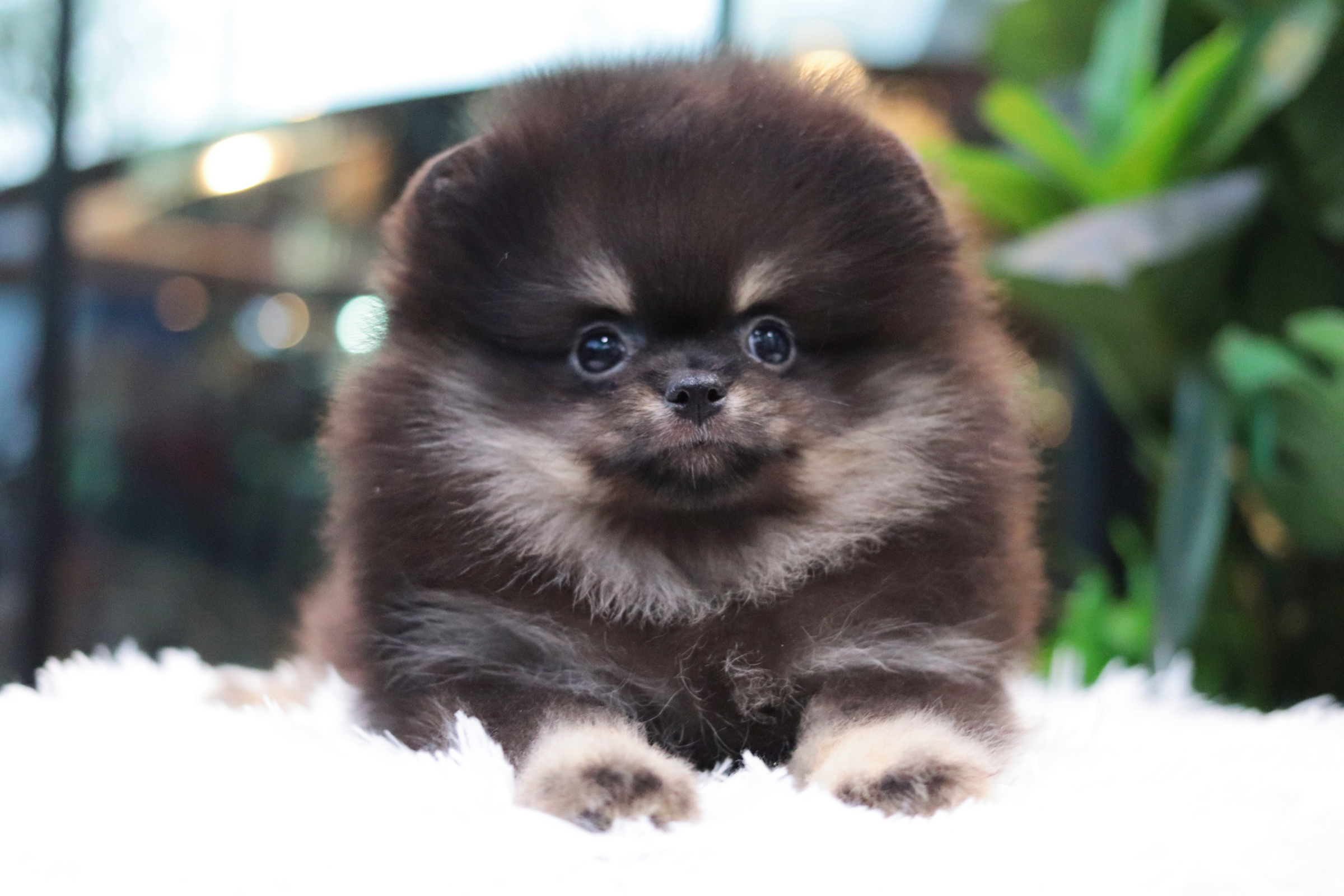 ปอมเมอเรเนียน เพศเมียสีแบล็คแทน