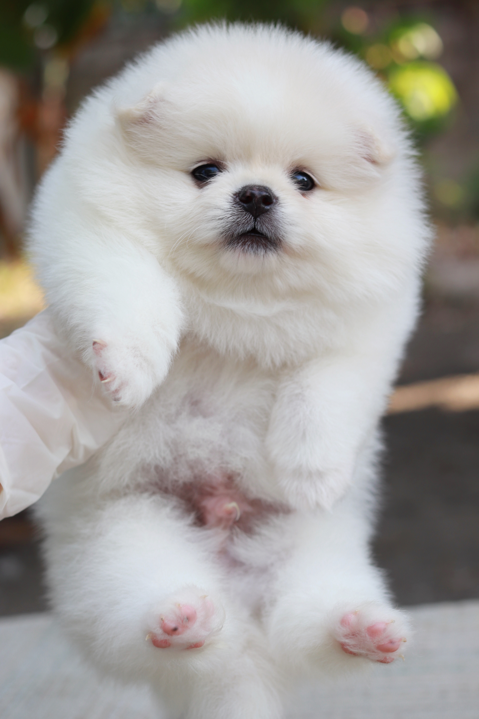 ปอมเมอเรเนียน เพศผู้ขาว