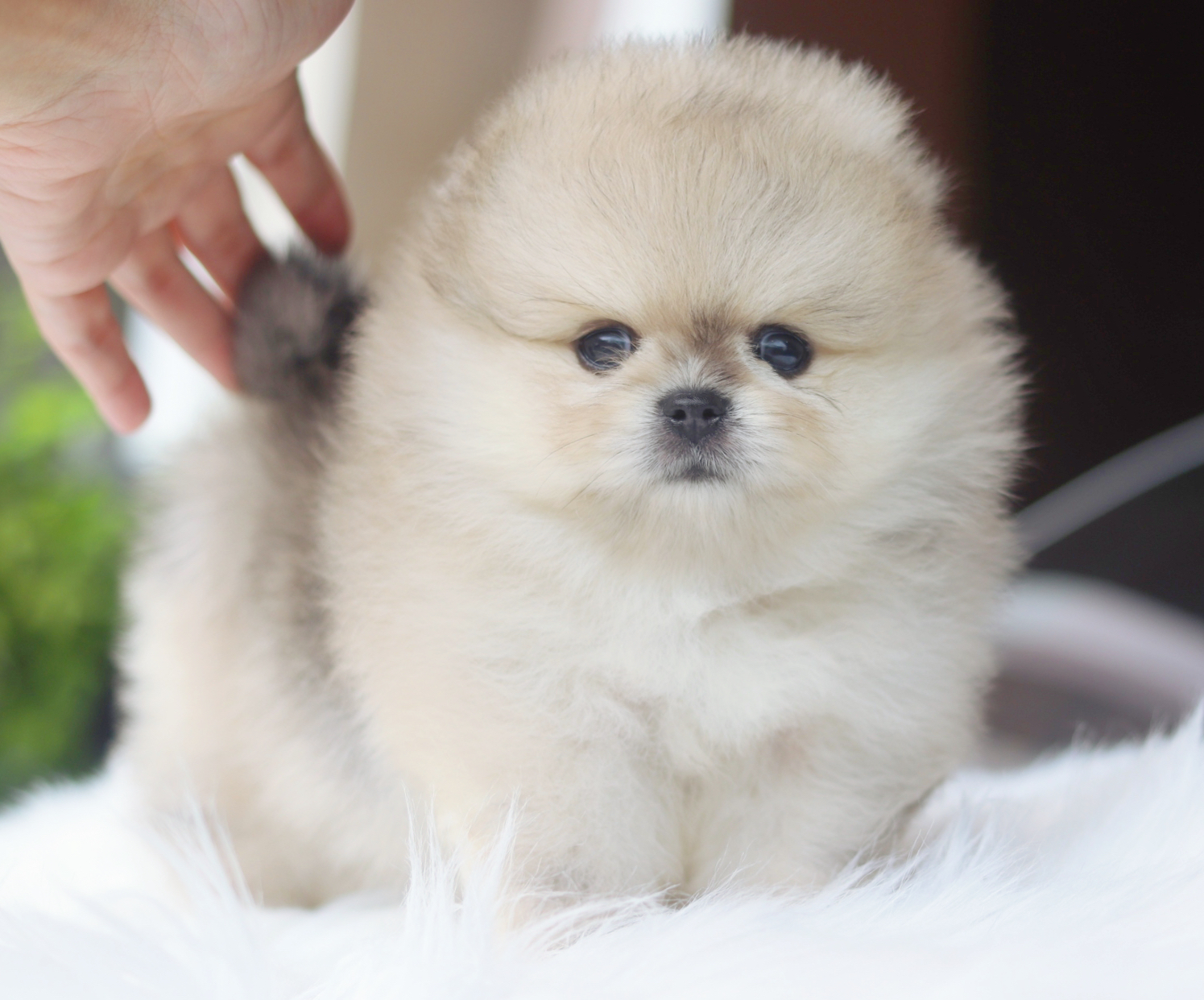 ปอมเมอเรเนียน เพศเมียสีส้ม เกรดโชว์