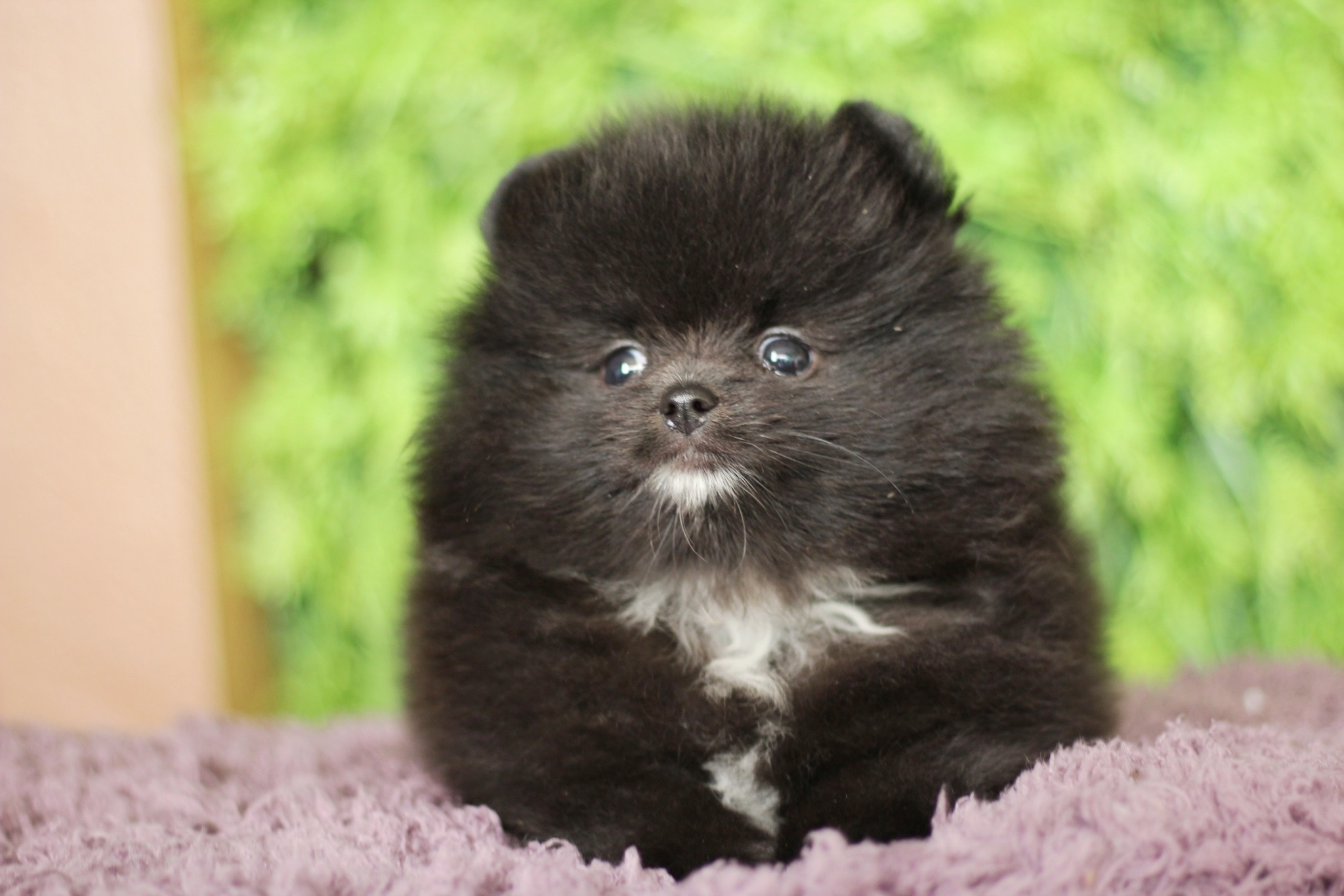 ปอมเมอเรเนียน เพศผู้ สีดำ