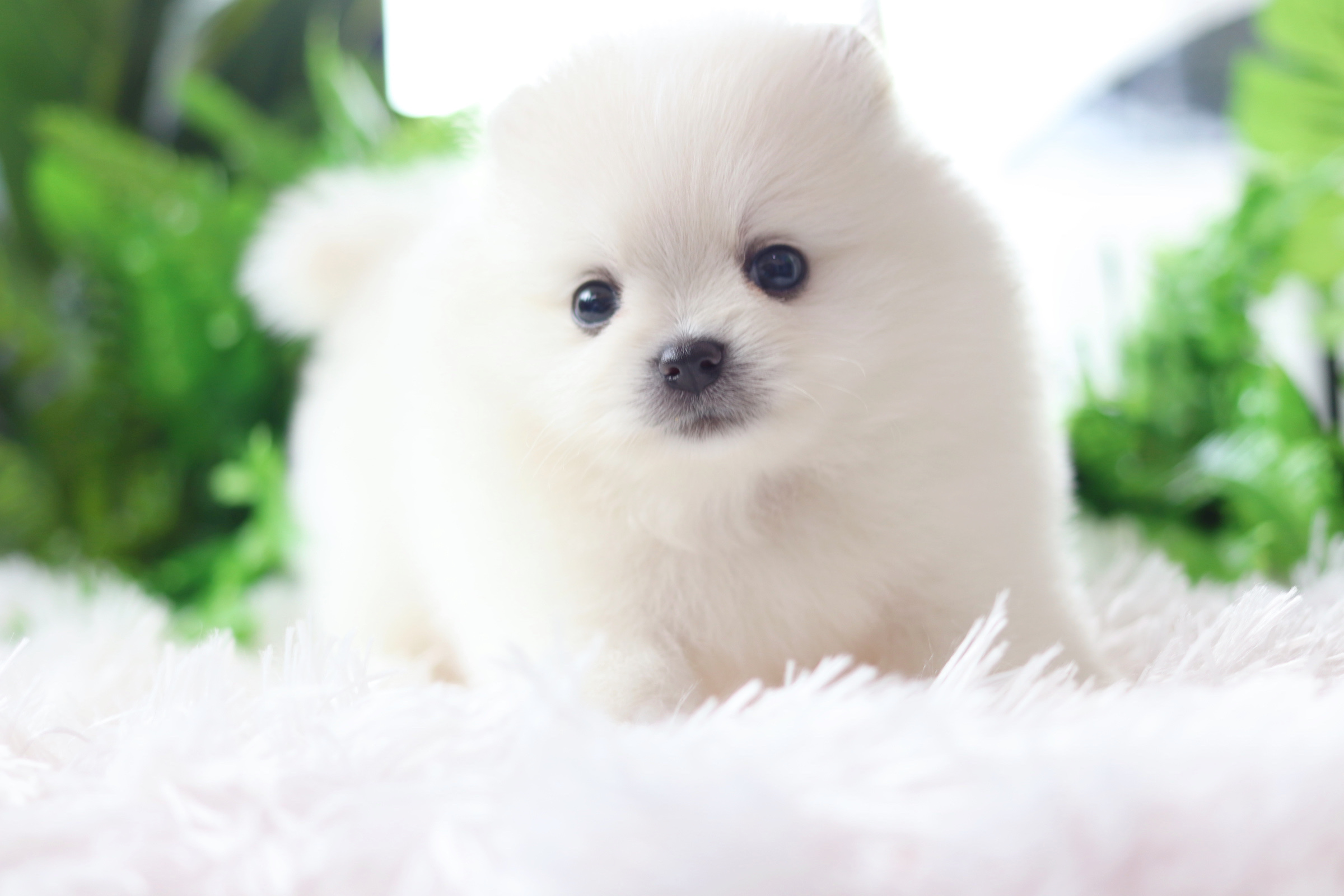 ปอมเมอเรเนียน เพศเมียสีขาวครีม