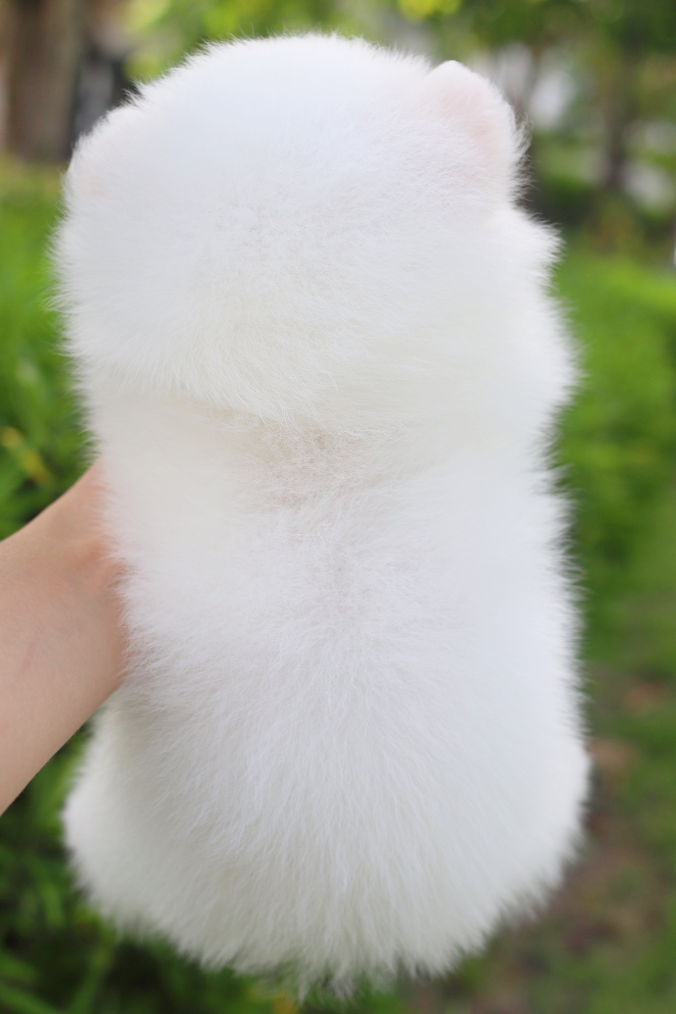 ปอมเมอเรเนียน เพศผู้สีขาวครีม