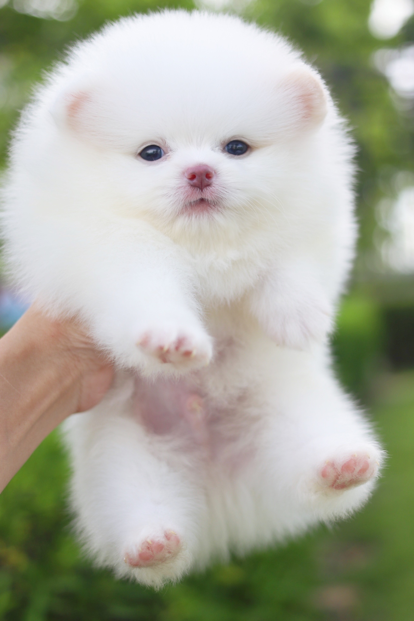 ปอมเมอเรเนียน เพศผู้สีขาวเกรดโชว์