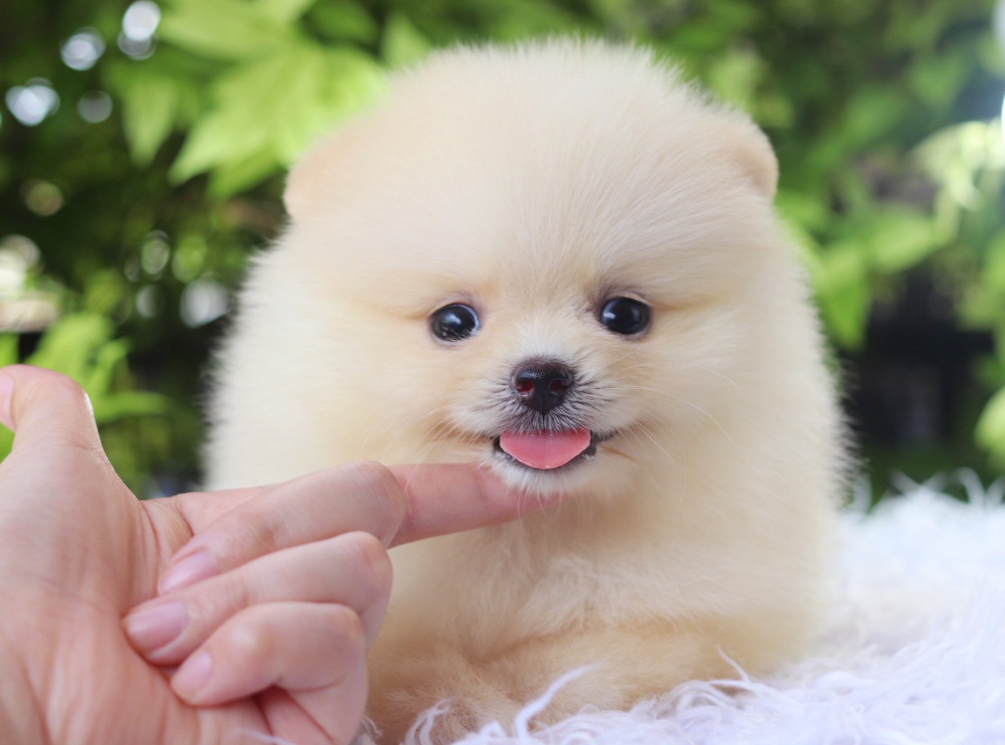 ปอมเมอเรเนียน เพศผู้ สีขาวครีม