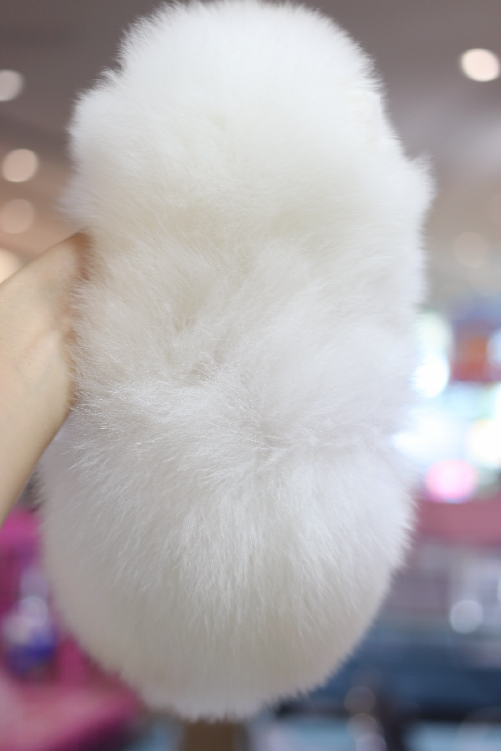 ปอมเมอเรเนียน เพศเมียสีขาวเกรดโชว์