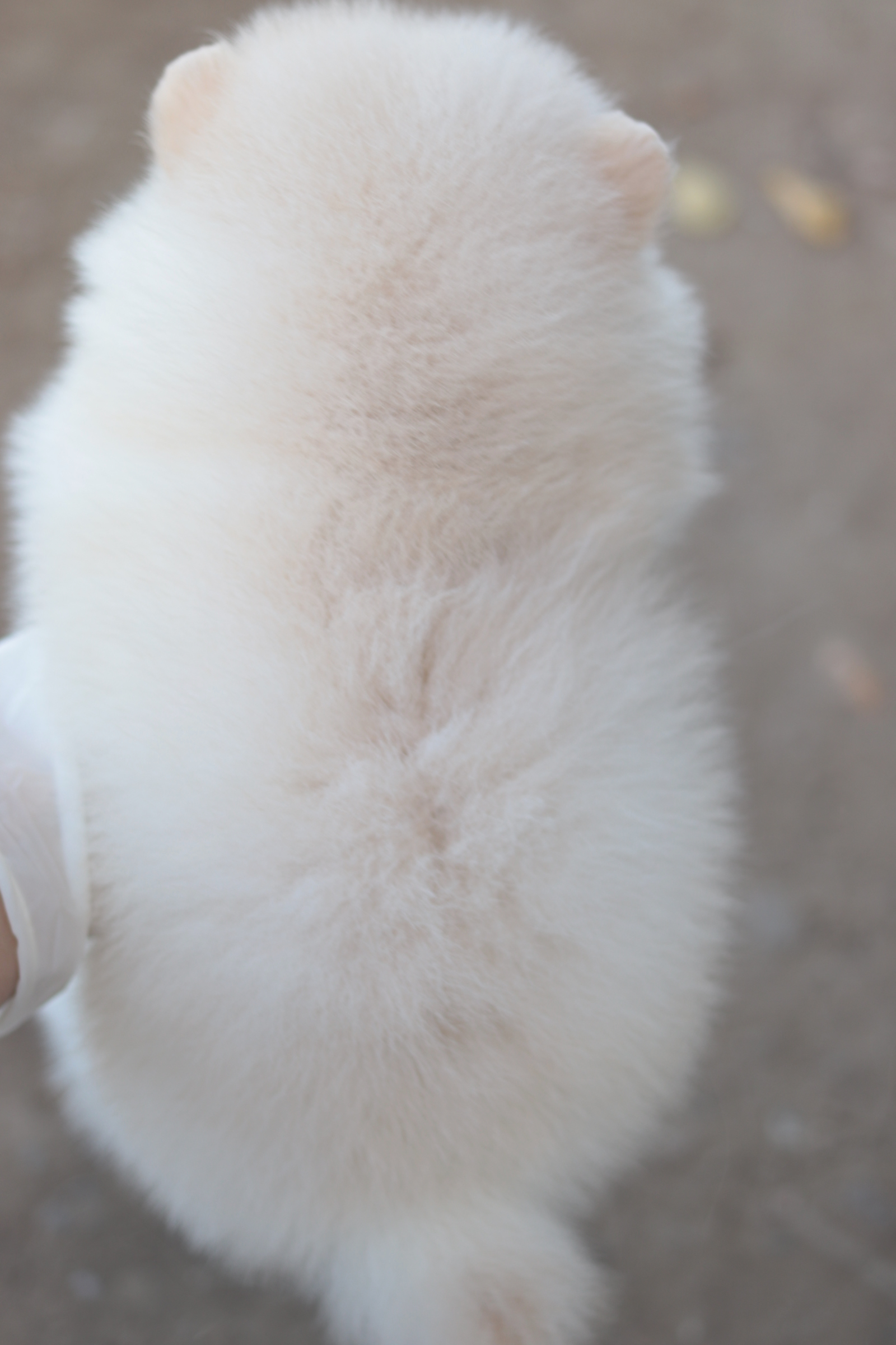 ปอมเมอเรเนียน เพศเมียสีขาวครีม