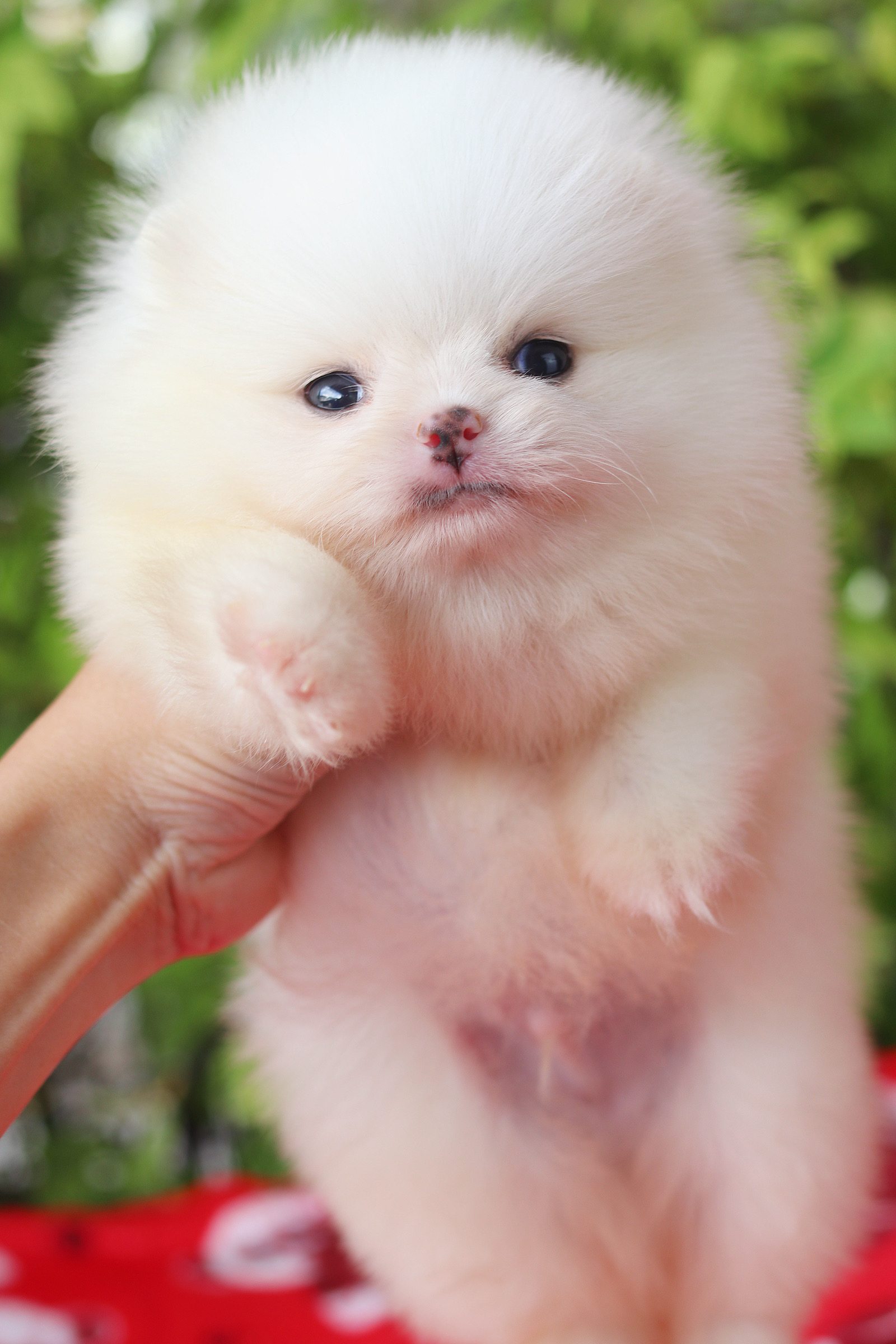 ปอมเมอเรเนียน เพศผู้ สีขาวครีม เกรดโชว์