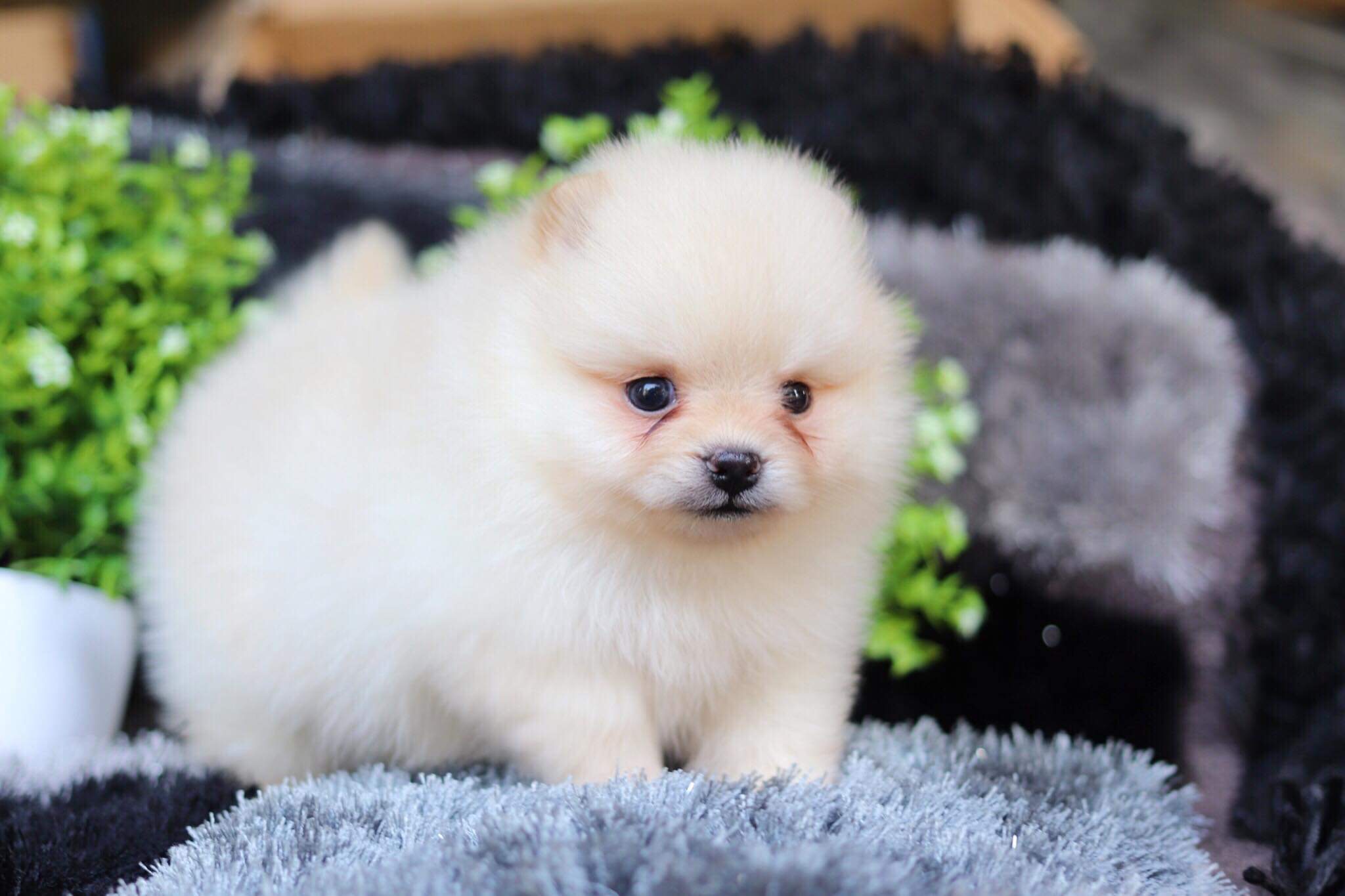 ปอมเมอเรเนียน เพศผู้