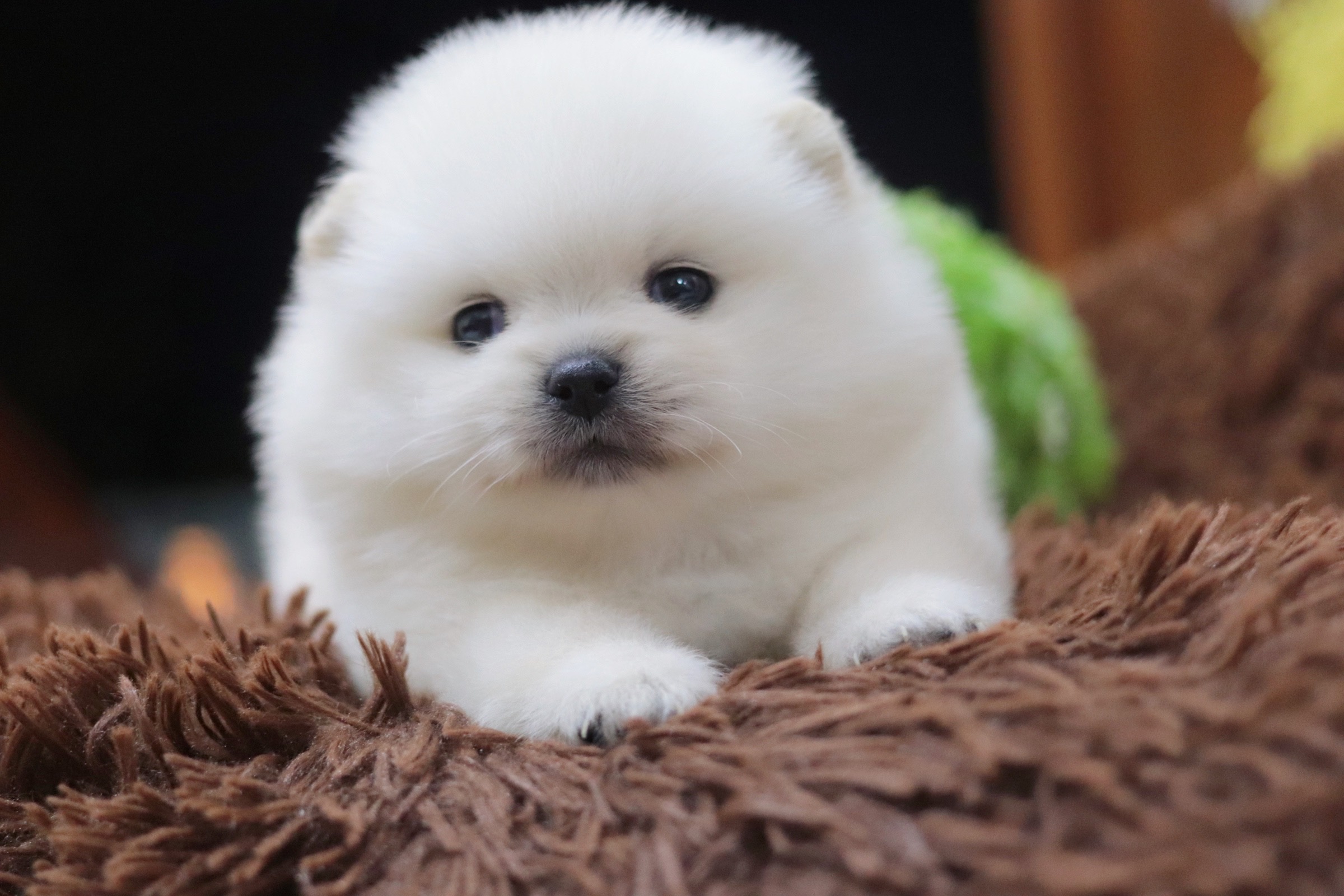 ปอมเมอเรเนียน เพศเมียขาวครีม