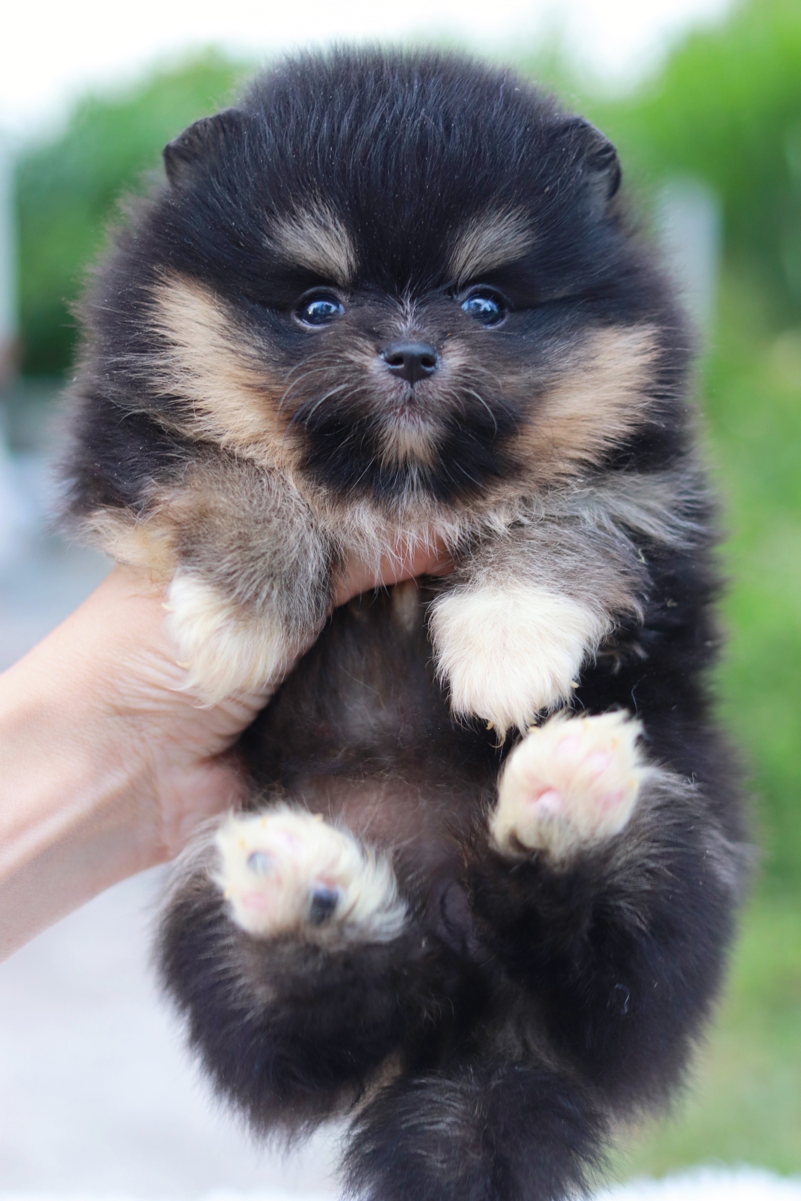 ปอมเมอเรเนียน เพศเมีย แบล็คแทน