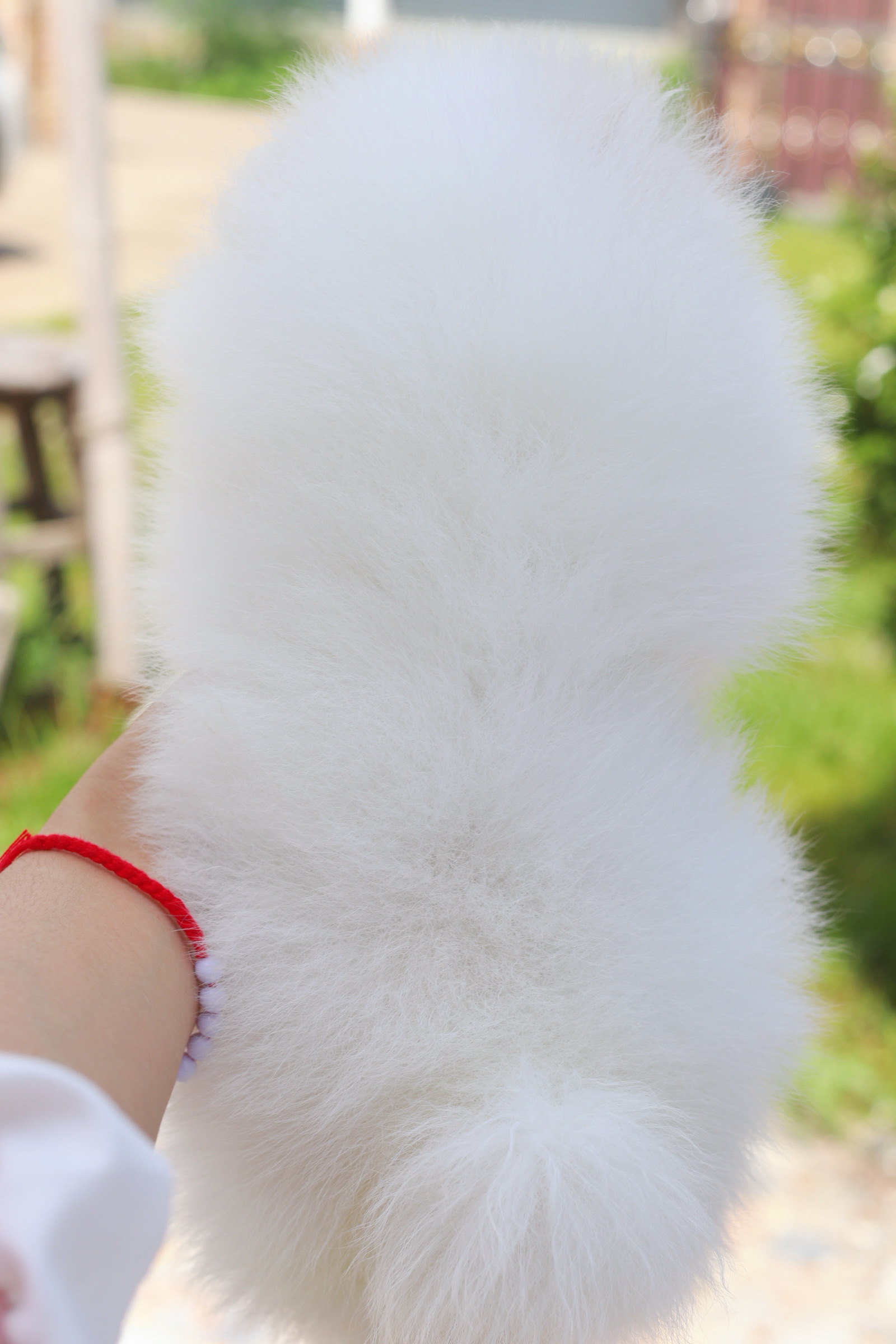 ปอมเมอเรเนียน เพศผู้สีขาวครีมเกรดโชว์