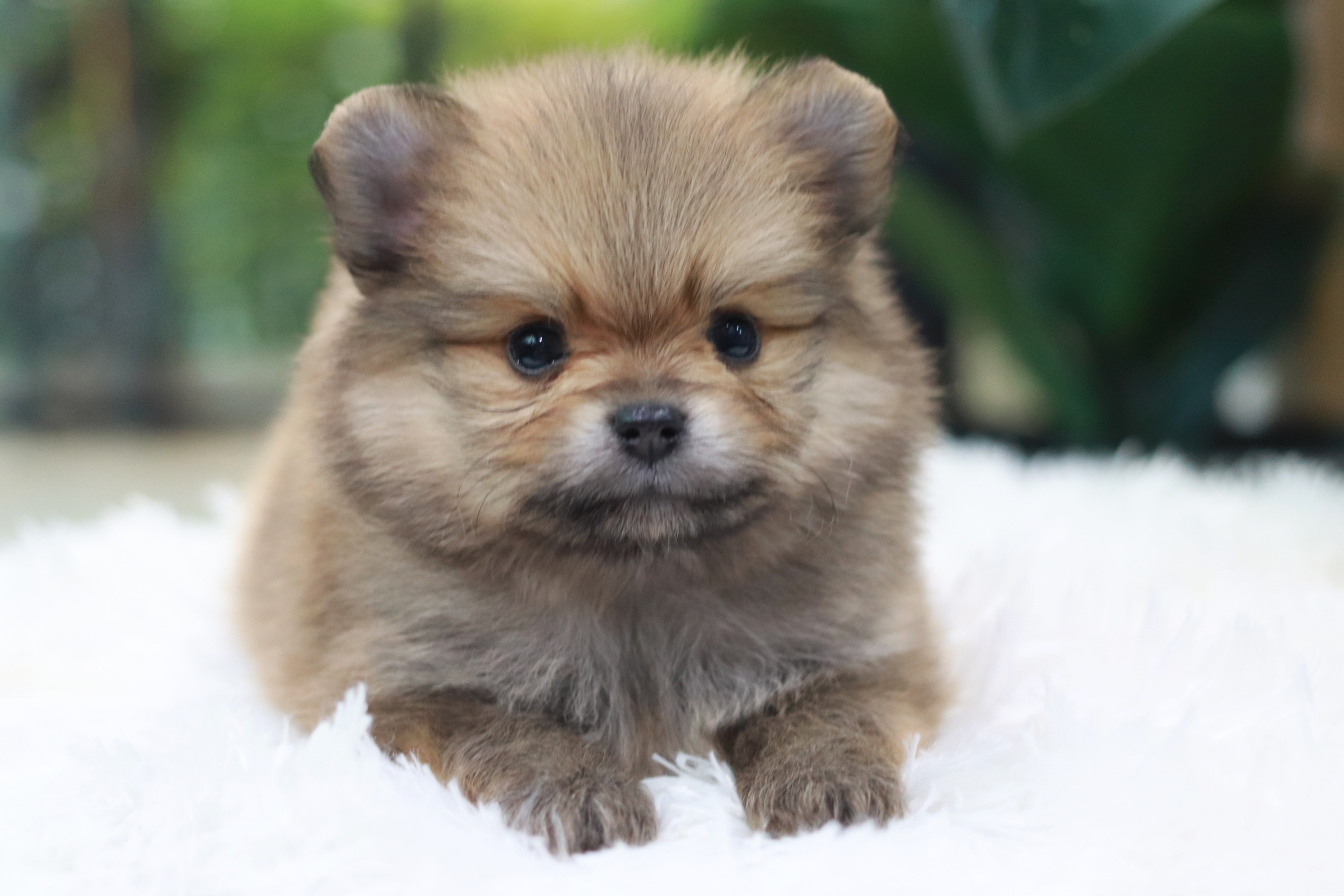 ปอมเมอเรเนียน เพศสีส้ม ผู้