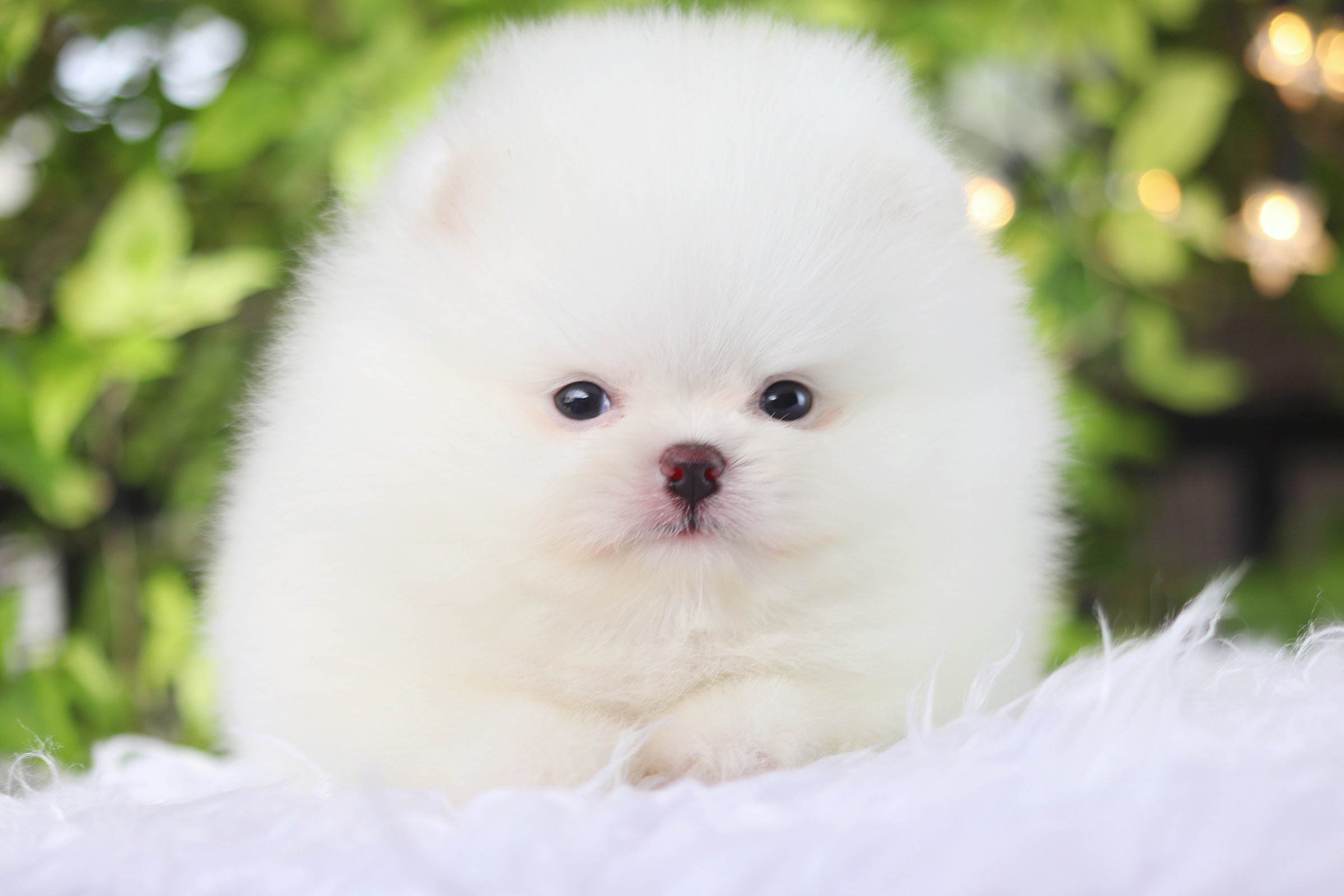 ปอมเมอเรเนียน เพศเมีย สีขาว ลูกครึ่งเกาหลี