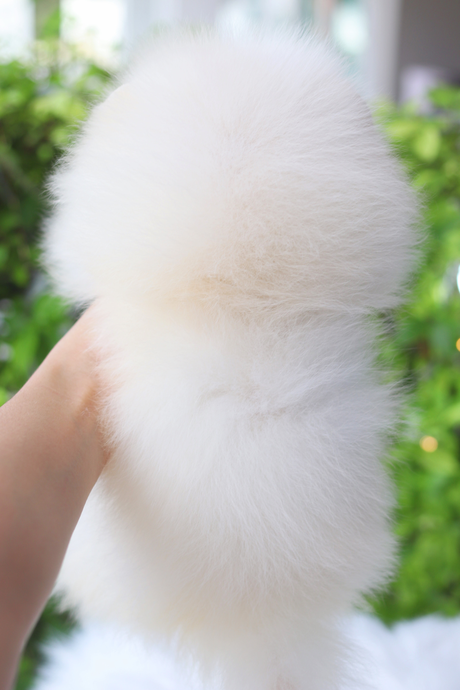 ปอมเมอเรเนียน เพศผู้สีขาวครีม