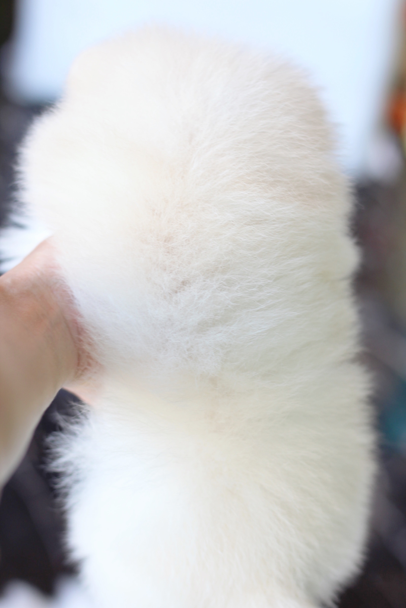 ปอมเมอเรเนียน เพศผู้สีครีม