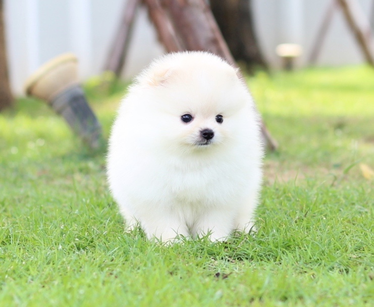 ปอมเมอเรเนียน เพศผู้ สีขาวครีม