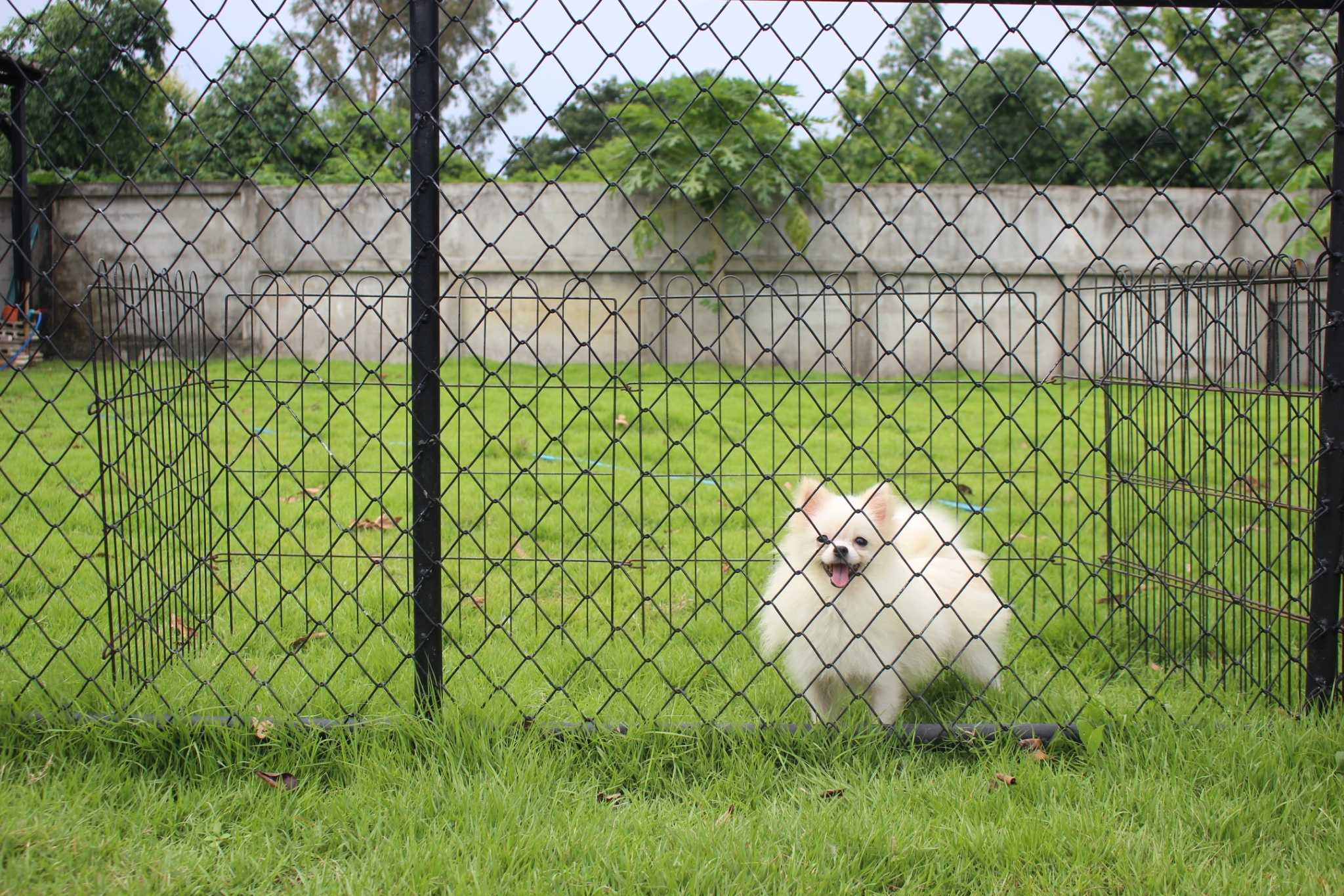 ปอมเมอเรเนียน เพศผู้สีขาวครีม8เดือน