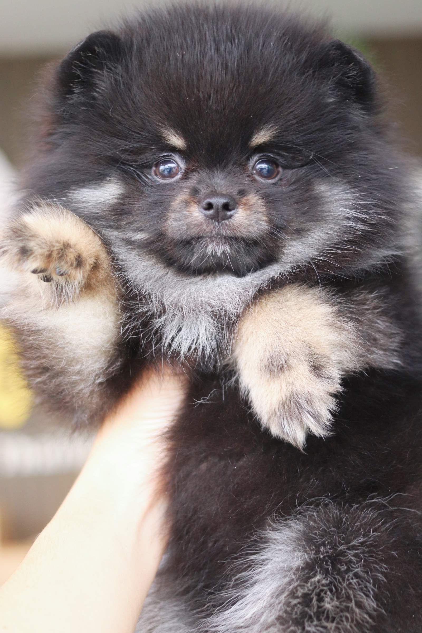 ปอมเมอเรเนียน เพศผู้แบล็คแทน